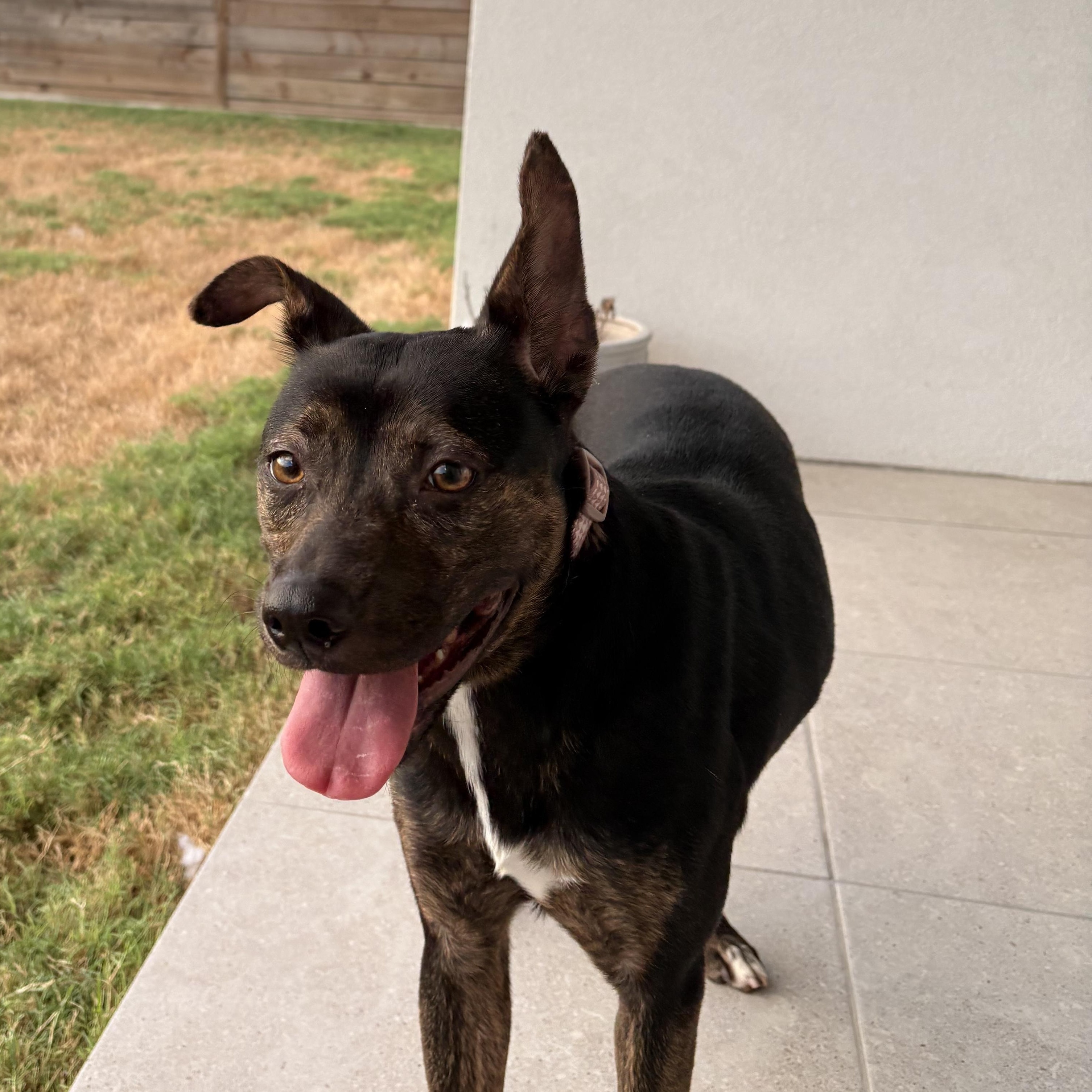 Linda, Adoptable, Young Female Shepherd & Mountain Cur.