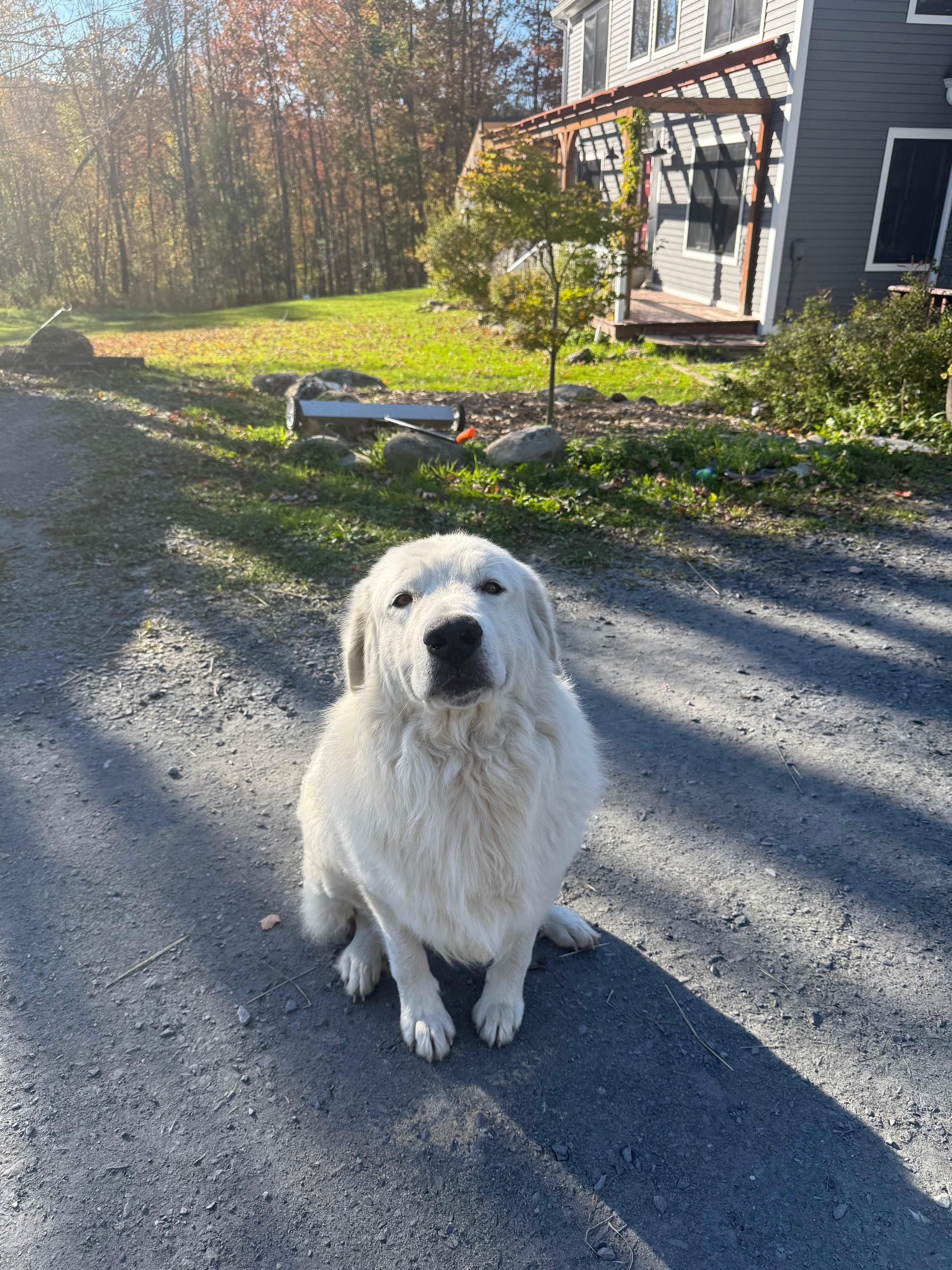 Cotton And Hermione thumbnail 2