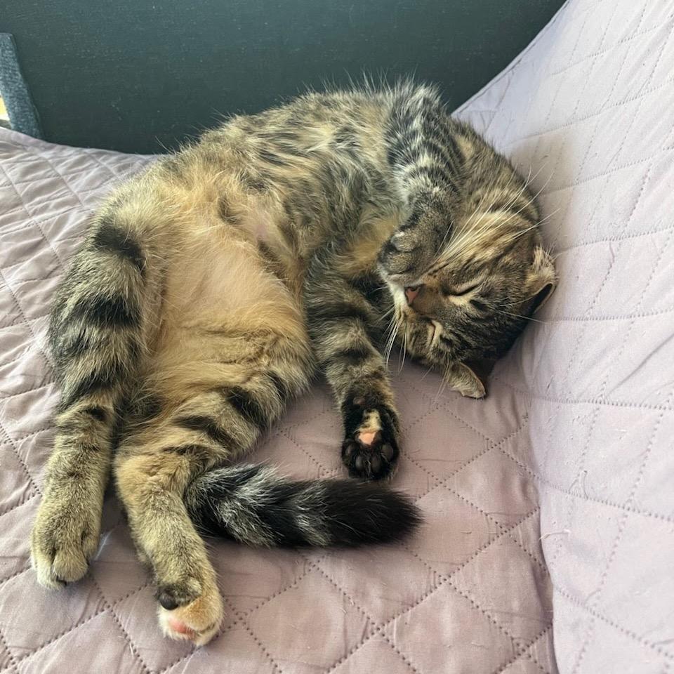 Tigress, Adoptable, Young Female Domestic Short Hair.