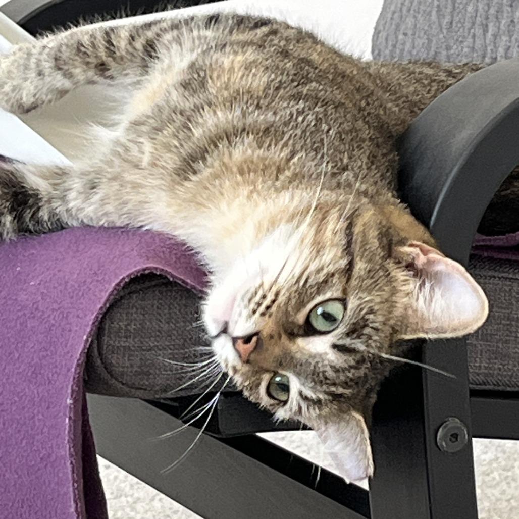 Enlarge Tigress, a Adoptable Domestic Short Hair in Los Angeles, CA image 2/6