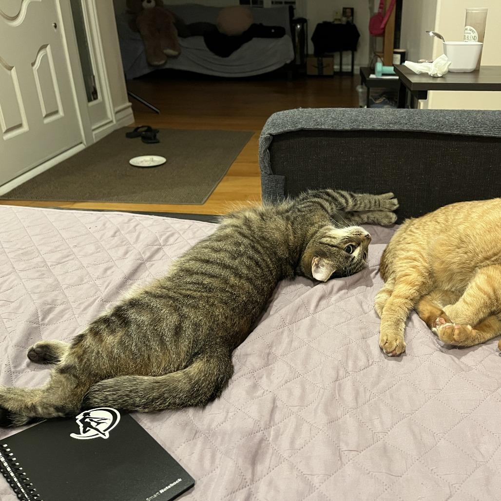 Enlarge Tigress, a Adoptable Domestic Short Hair in Los Angeles, CA image 3/6