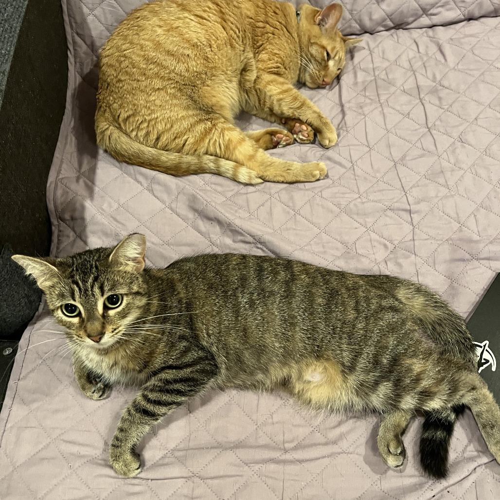 Enlarge Tigress, a Adoptable Domestic Short Hair in Los Angeles, CA image 5/6