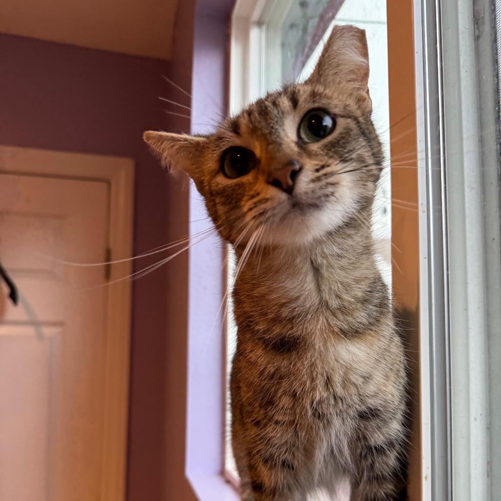 Enlarge Tigress, a Adoptable Domestic Short Hair in Los Angeles, CA image 6/6
