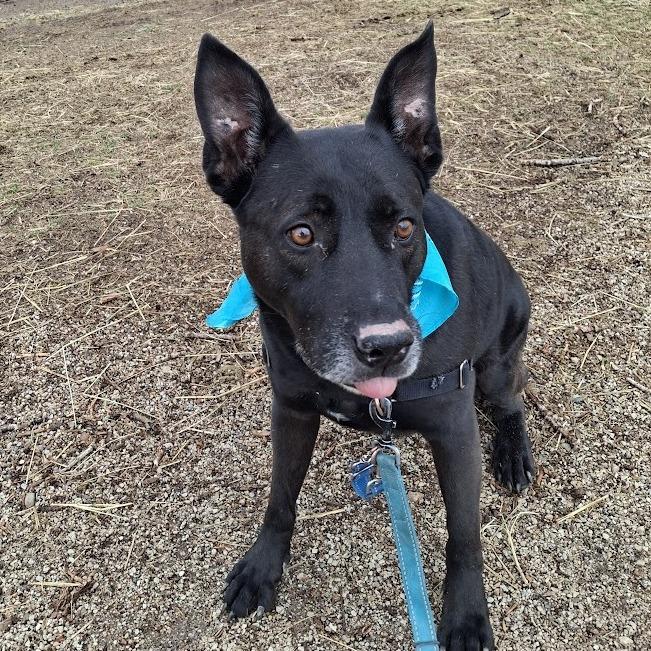 Zeus, Adoptable, Senior Male Belgian Shepherd / Malinois & Black Labrador Retriever.