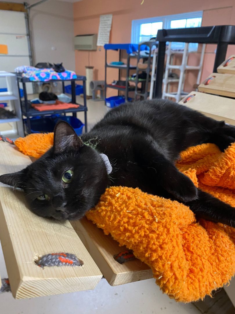 Abby, Adoptable, Young Female Domestic Short Hair.