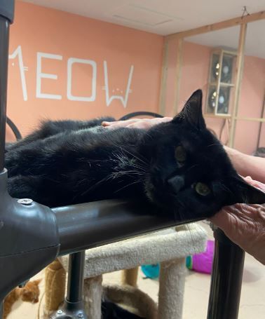 Abby, a Adoptable Domestic Short Hair image 2/5