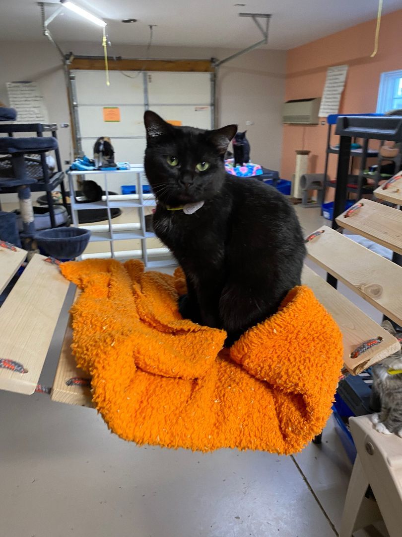 Abby, a Adoptable Domestic Short Hair image 3/5