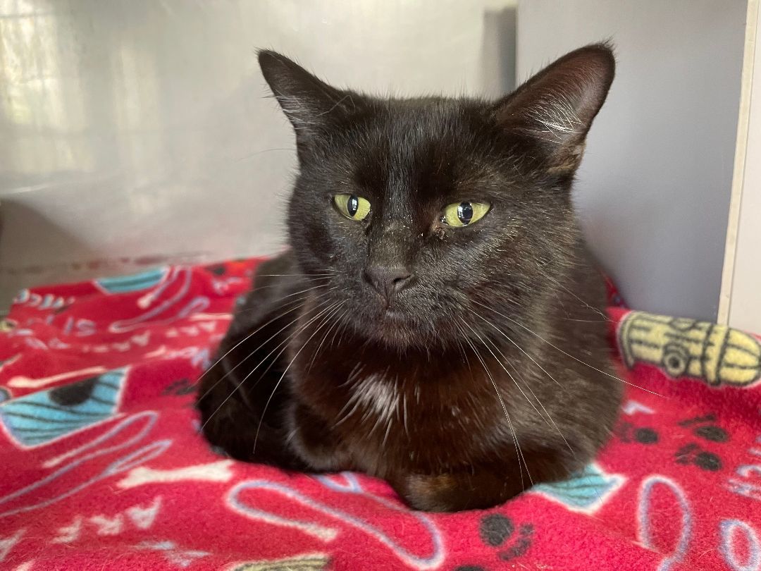 Abby, a Adoptable Domestic Short Hair image 4/5