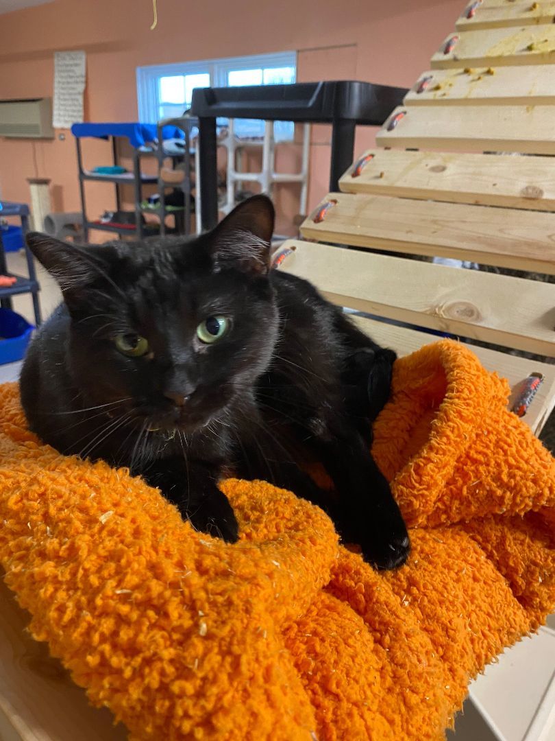 Abby, a Adoptable Domestic Short Hair image 5/5