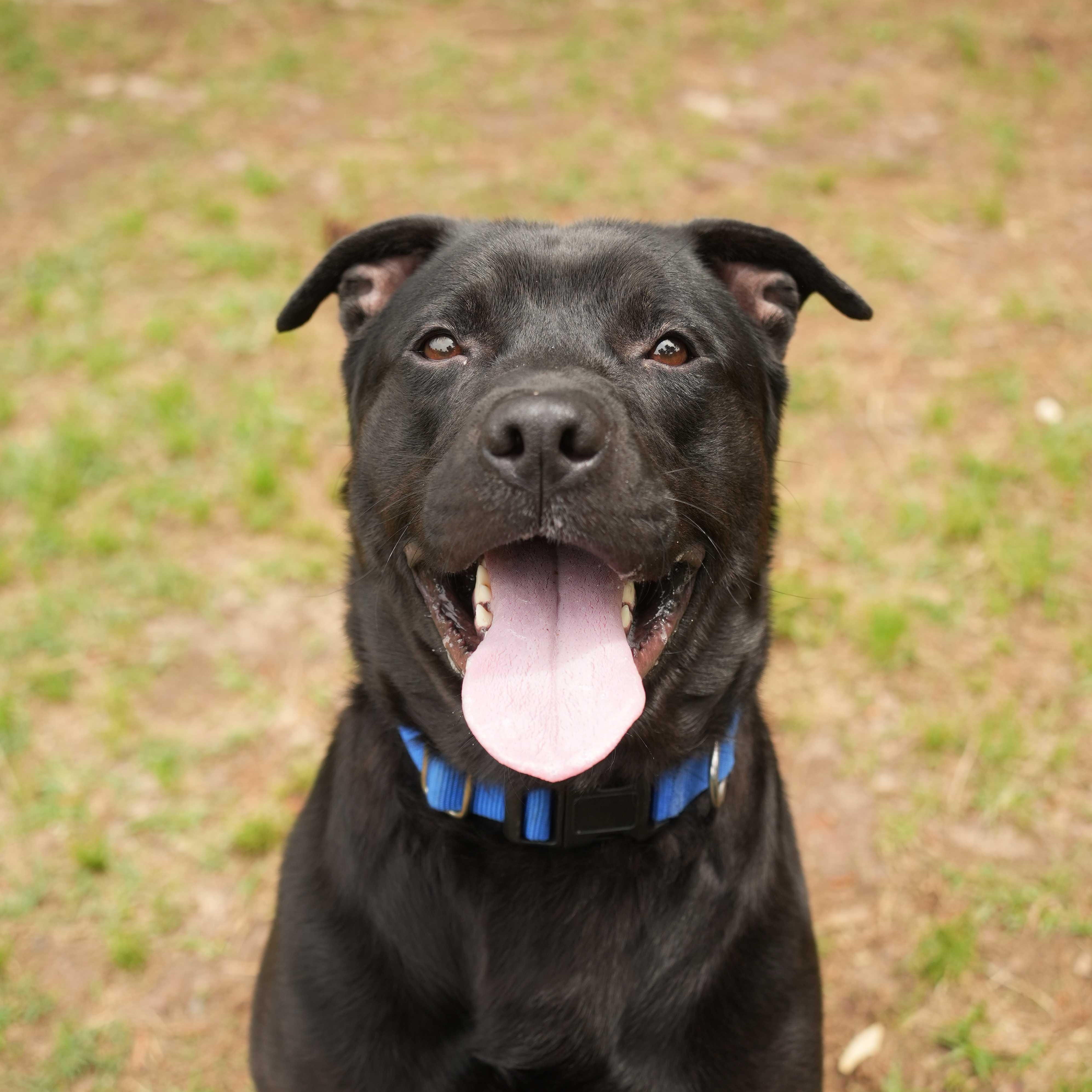 Drogo 63094, ADOPTABLE, Adult Male Labrador Retriever.