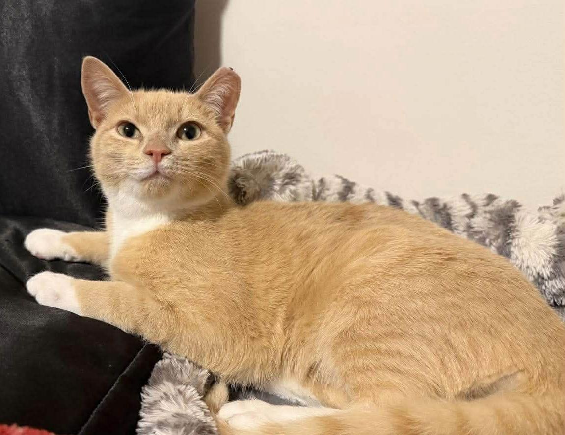 Mochi, Adoptable, Young Male Domestic Short Hair.