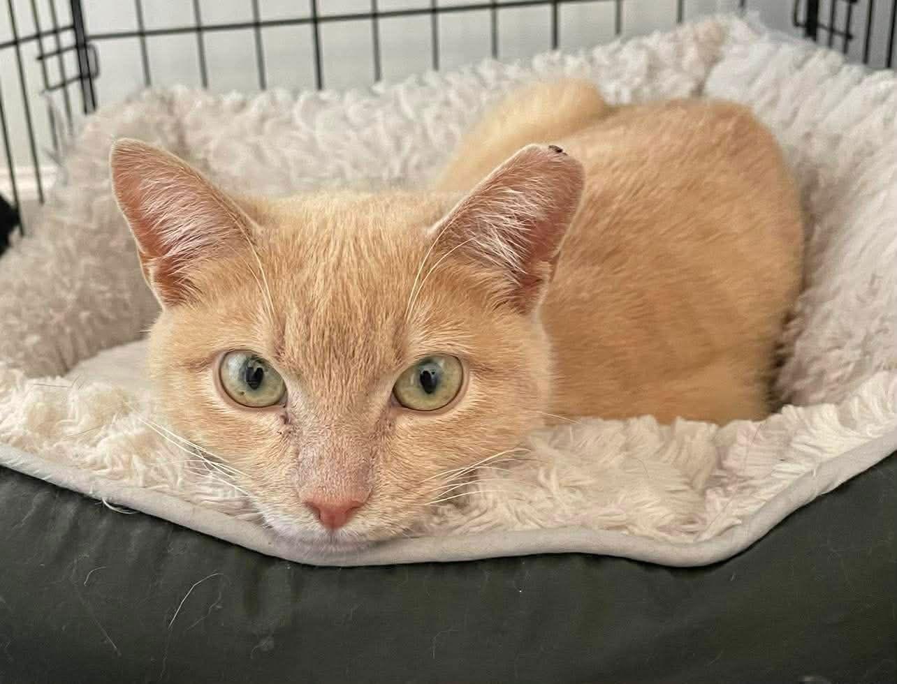 Enlarge Mochi, a Adoptable Domestic Short Hair in Oakboro , NC image 2/3
