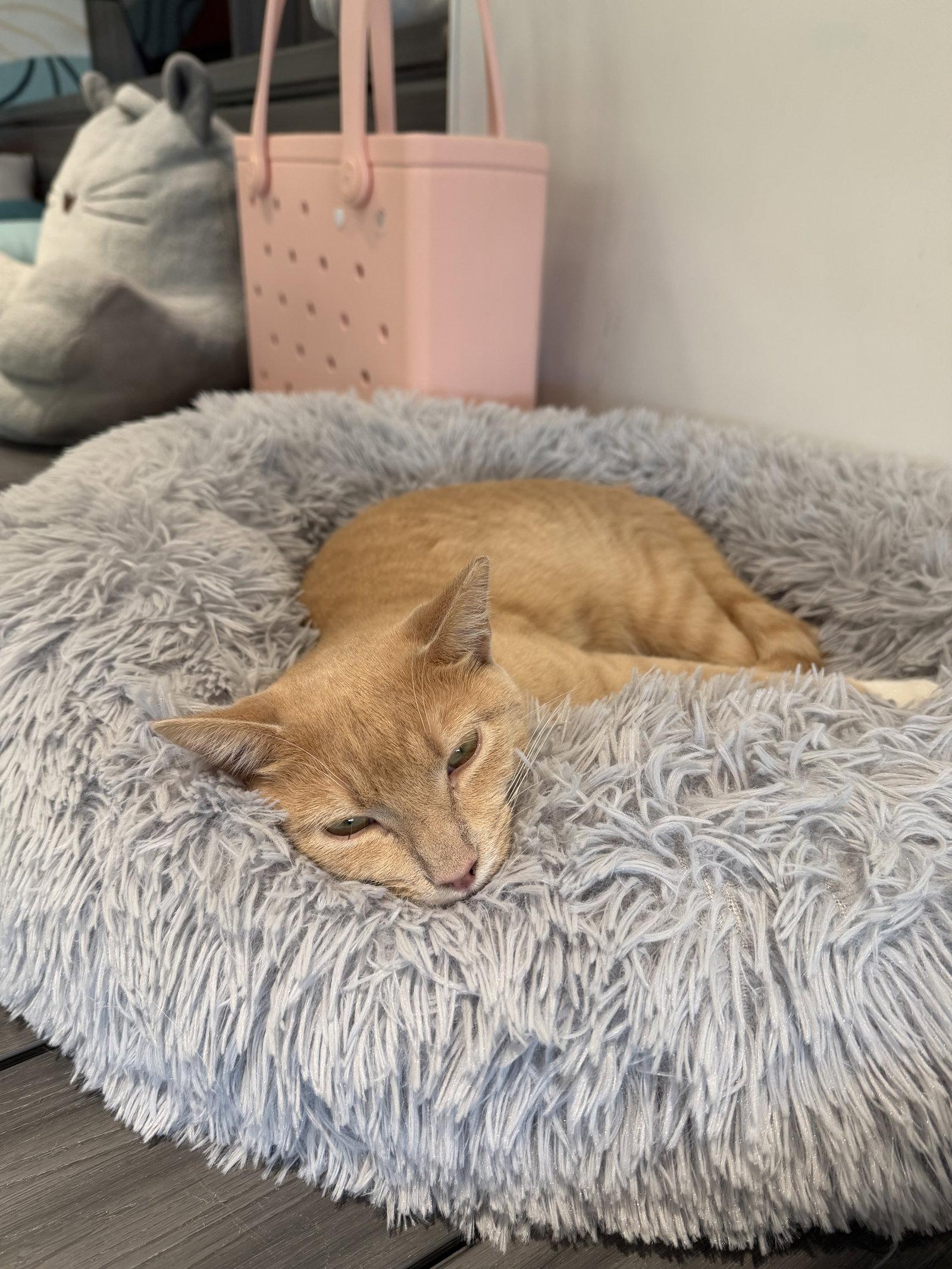 Enlarge Mochi, a Adoptable Domestic Short Hair in Oakboro , NC image 3/3