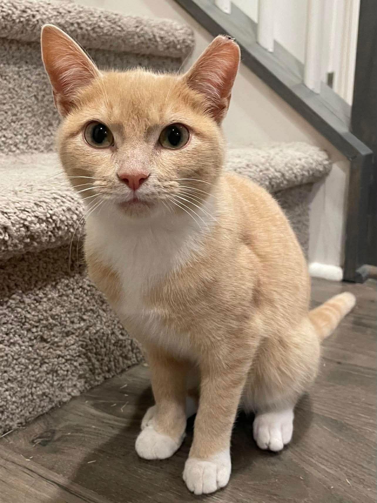 Enlarge Mochi, a Adoptable Domestic Short Hair in Oakboro , NC image 3/3