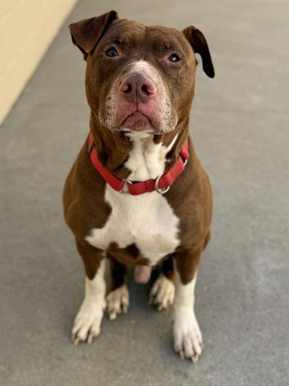 Horton — thumbnail 3