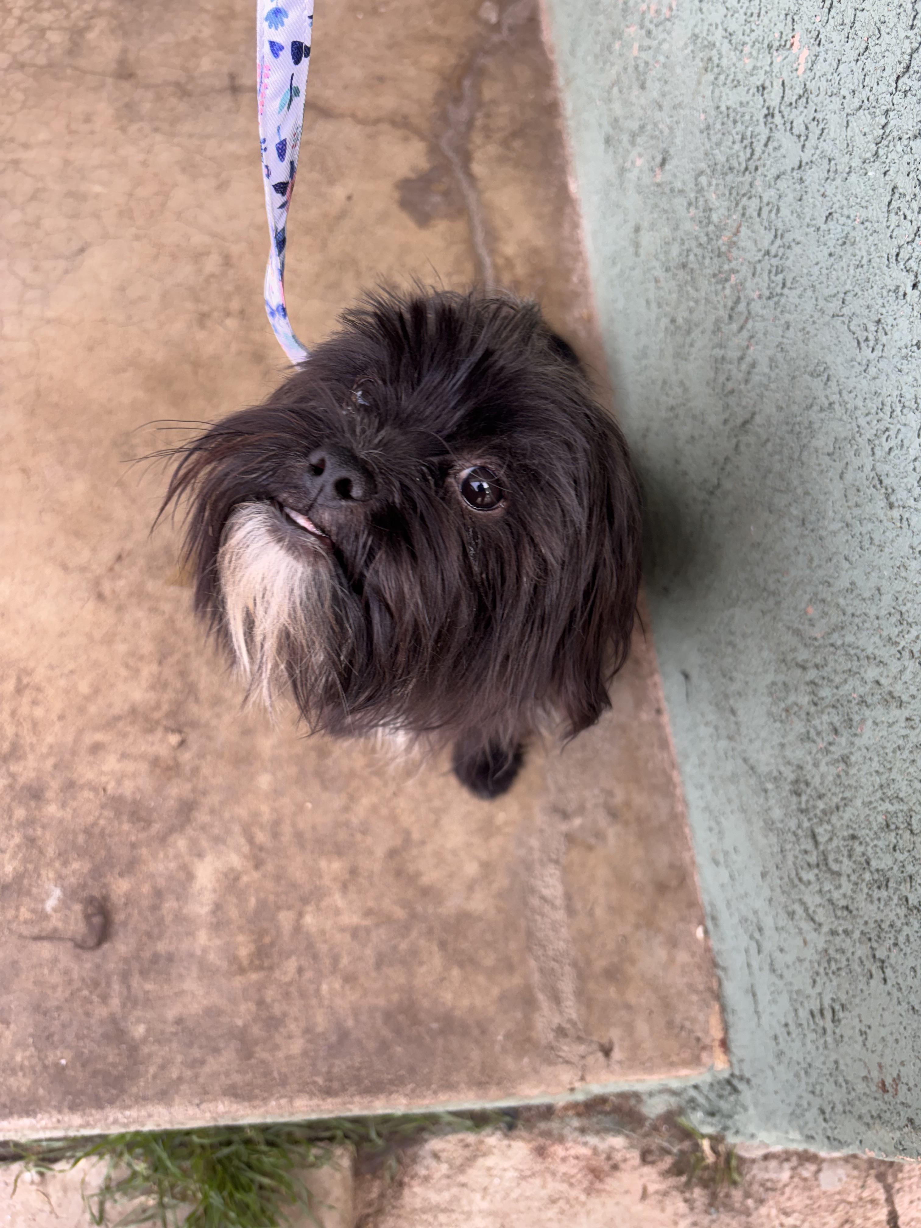 Enlarge Albie, a ADOPTABLE mixed breed in Corona, CA image 4/4