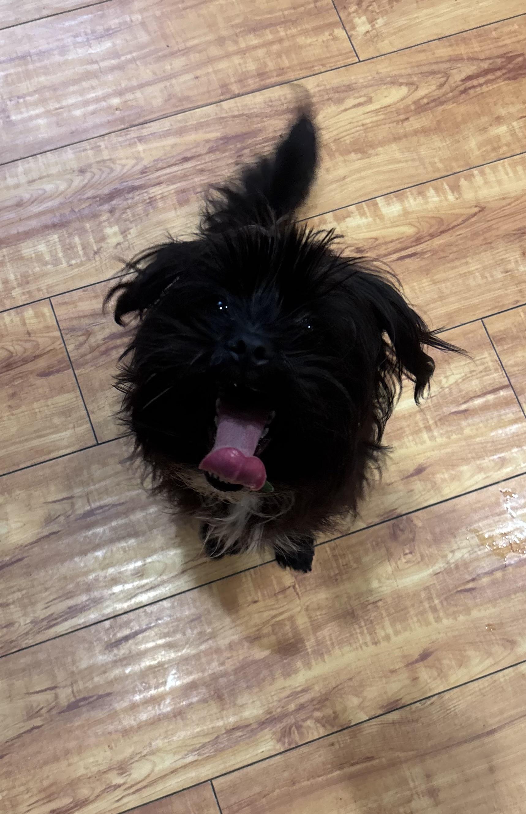 Albie, ADOPTABLE, Puppy Male Shih Tzu.