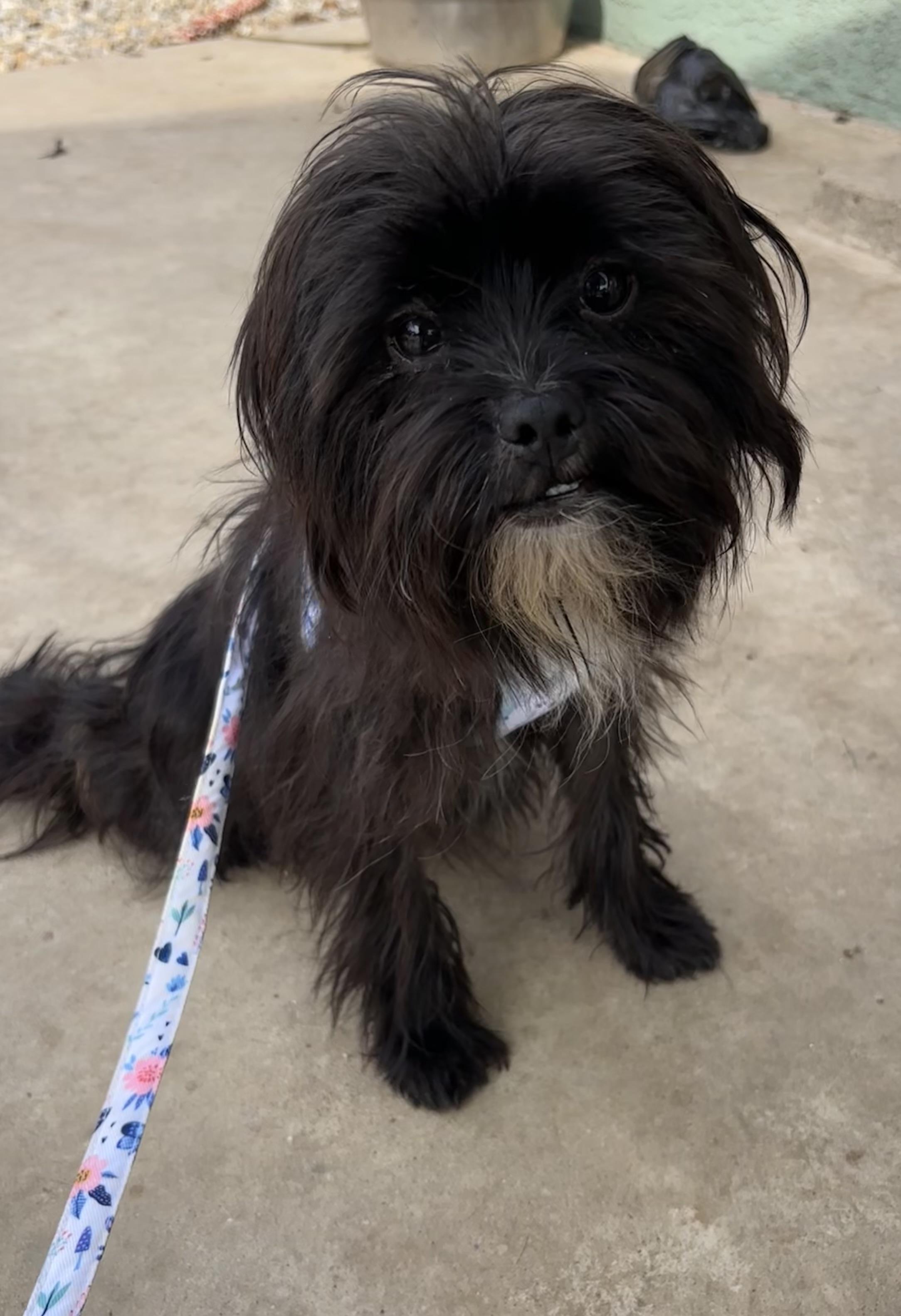 Albie, ADOPTABLE, Puppy Male Shih Tzu.