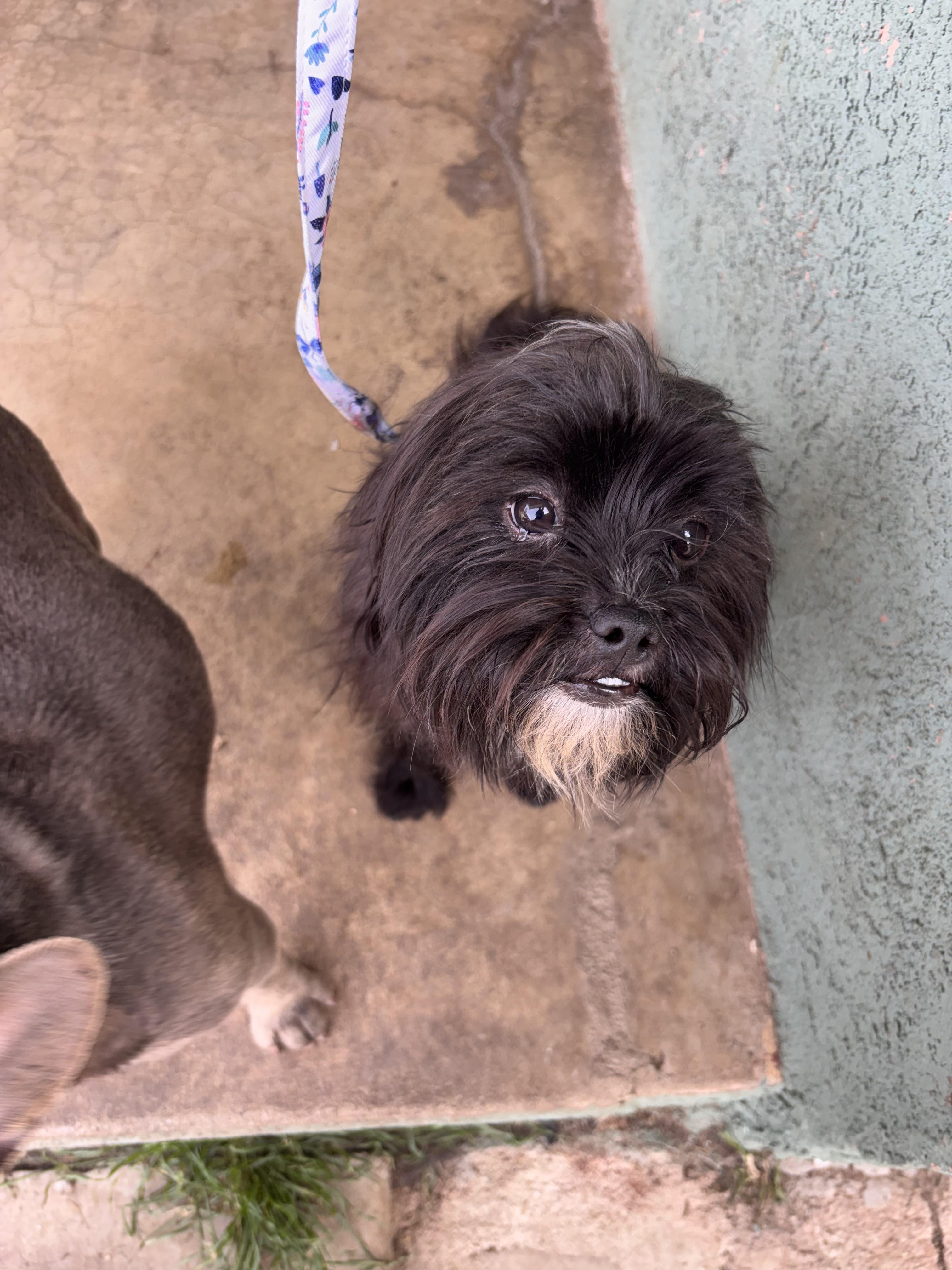 Enlarge Albie, a ADOPTABLE mixed breed in Corona, CA image 2/4