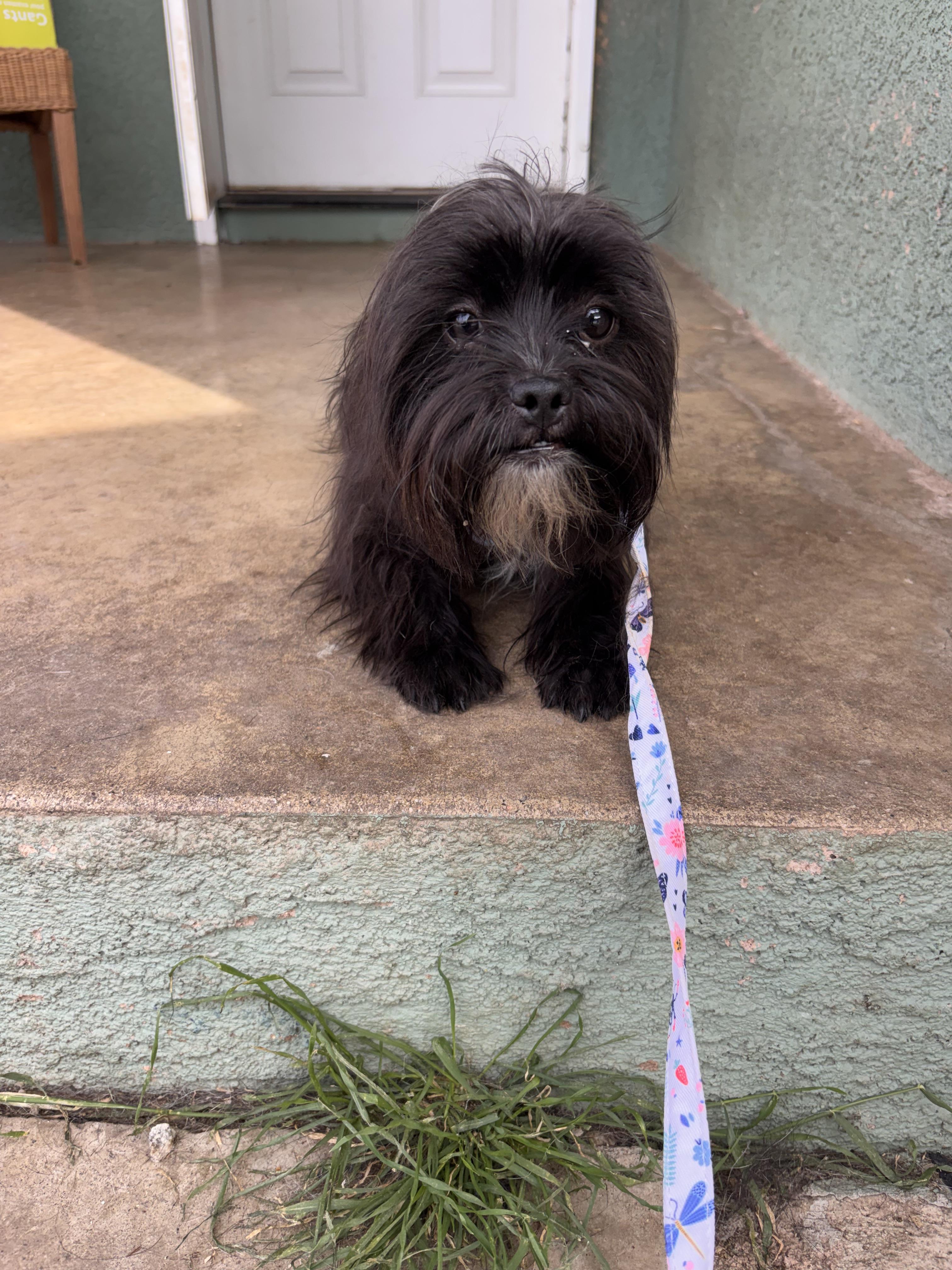 Enlarge Albie, a ADOPTABLE mixed breed in Corona, CA image 3/4