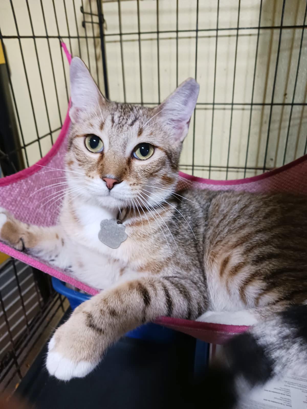 Enlarge Echo, a Adoptable Tabby in Rochester, NY image 2/4