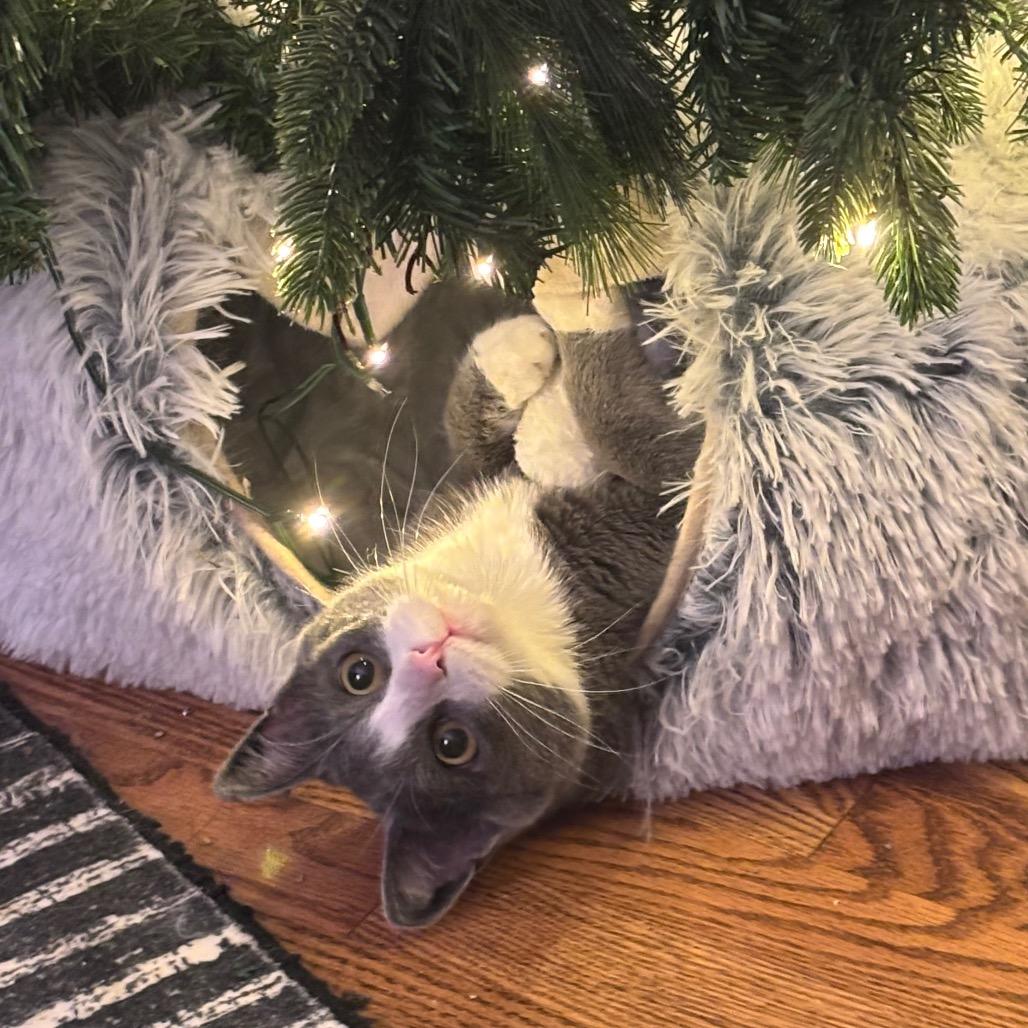 Miss Puff — thumbnail 2