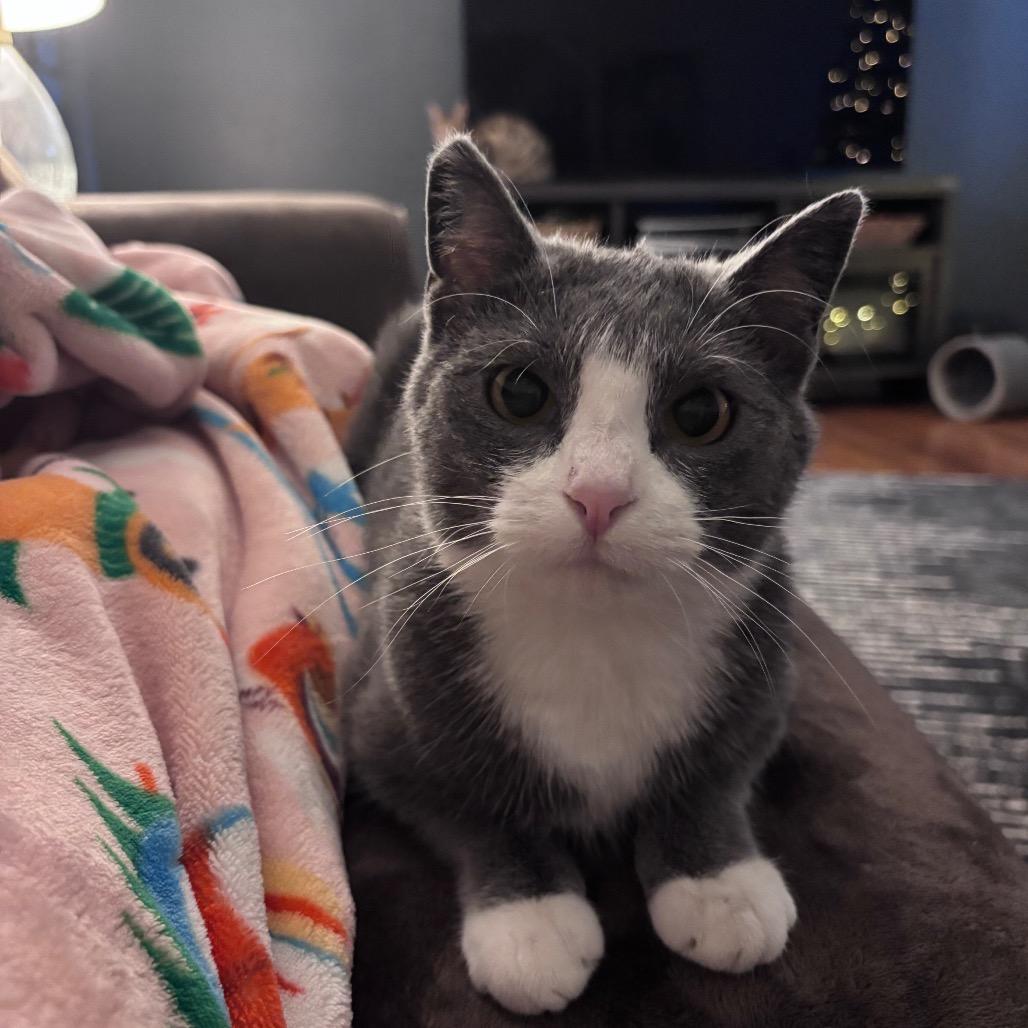 Miss Puff — thumbnail 3