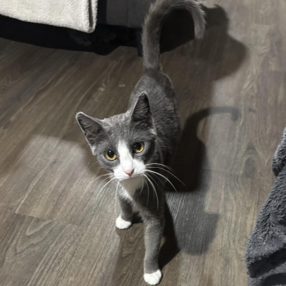 Miss Puff — thumbnail 4