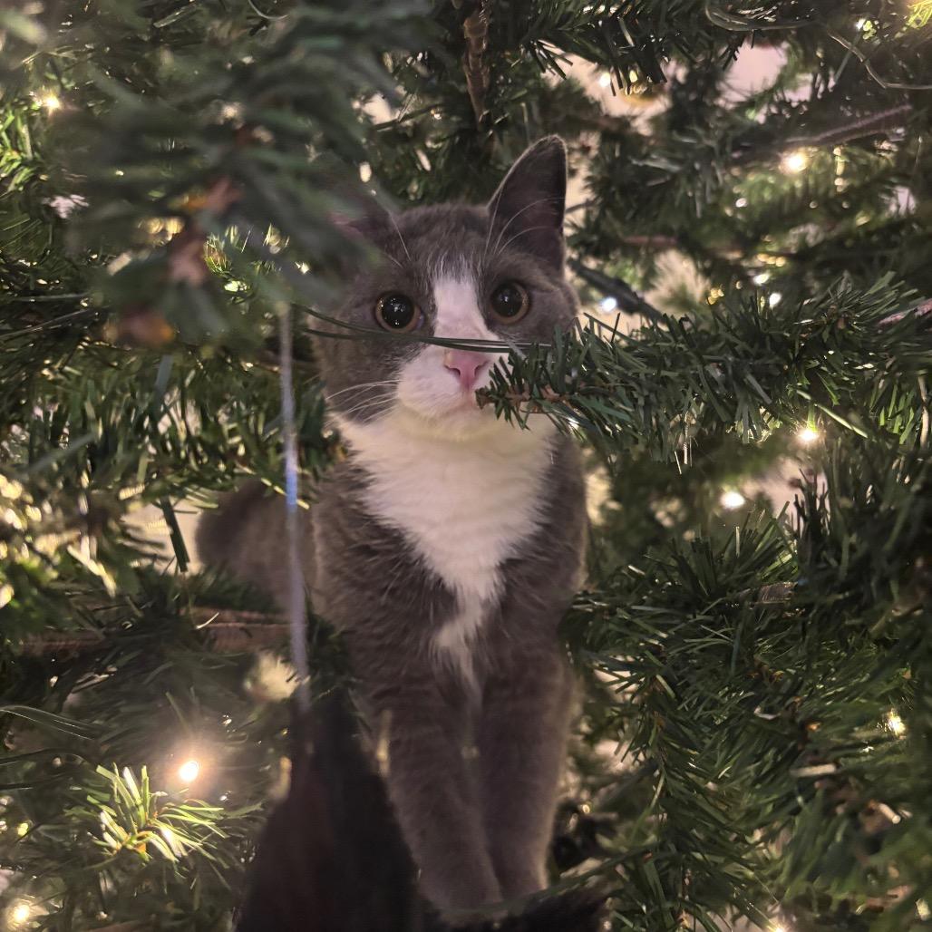 Miss Puff — thumbnail 5