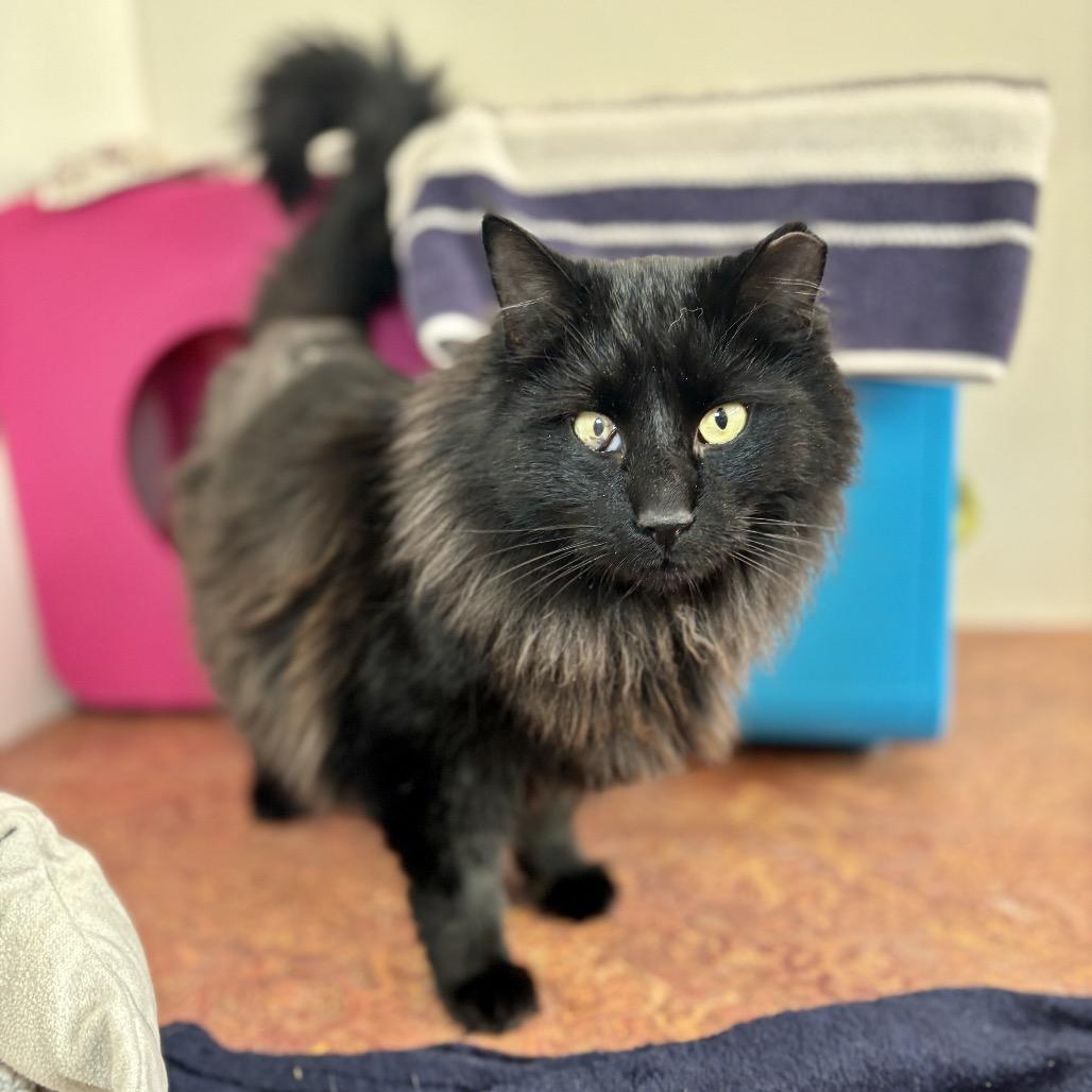 Enlarge Midnight, a Adoptable Domestic Long Hair in Glenwood Springs, CO image 1/6
