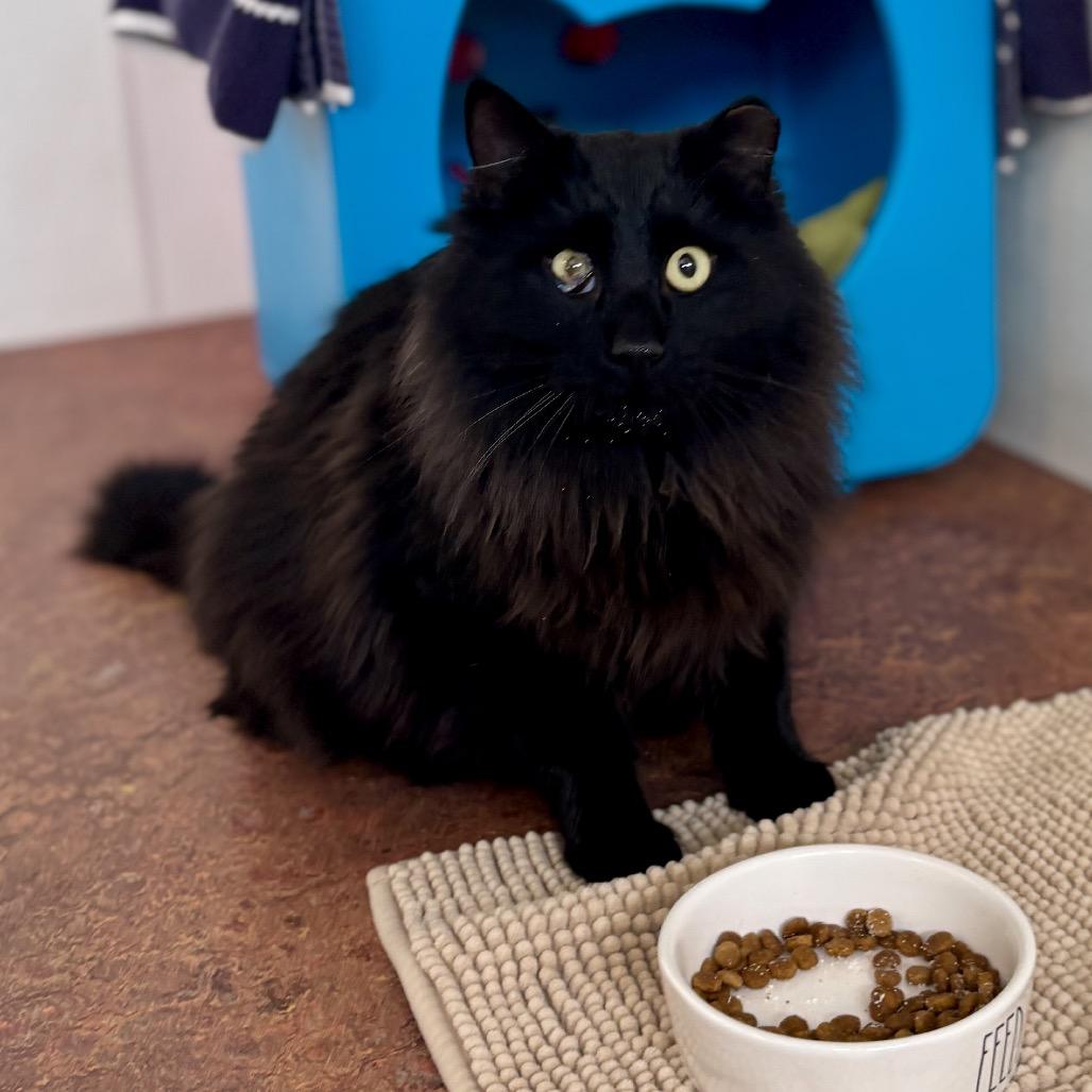 Enlarge Midnight, a Adoptable Domestic Long Hair in Glenwood Springs, CO image 2/6