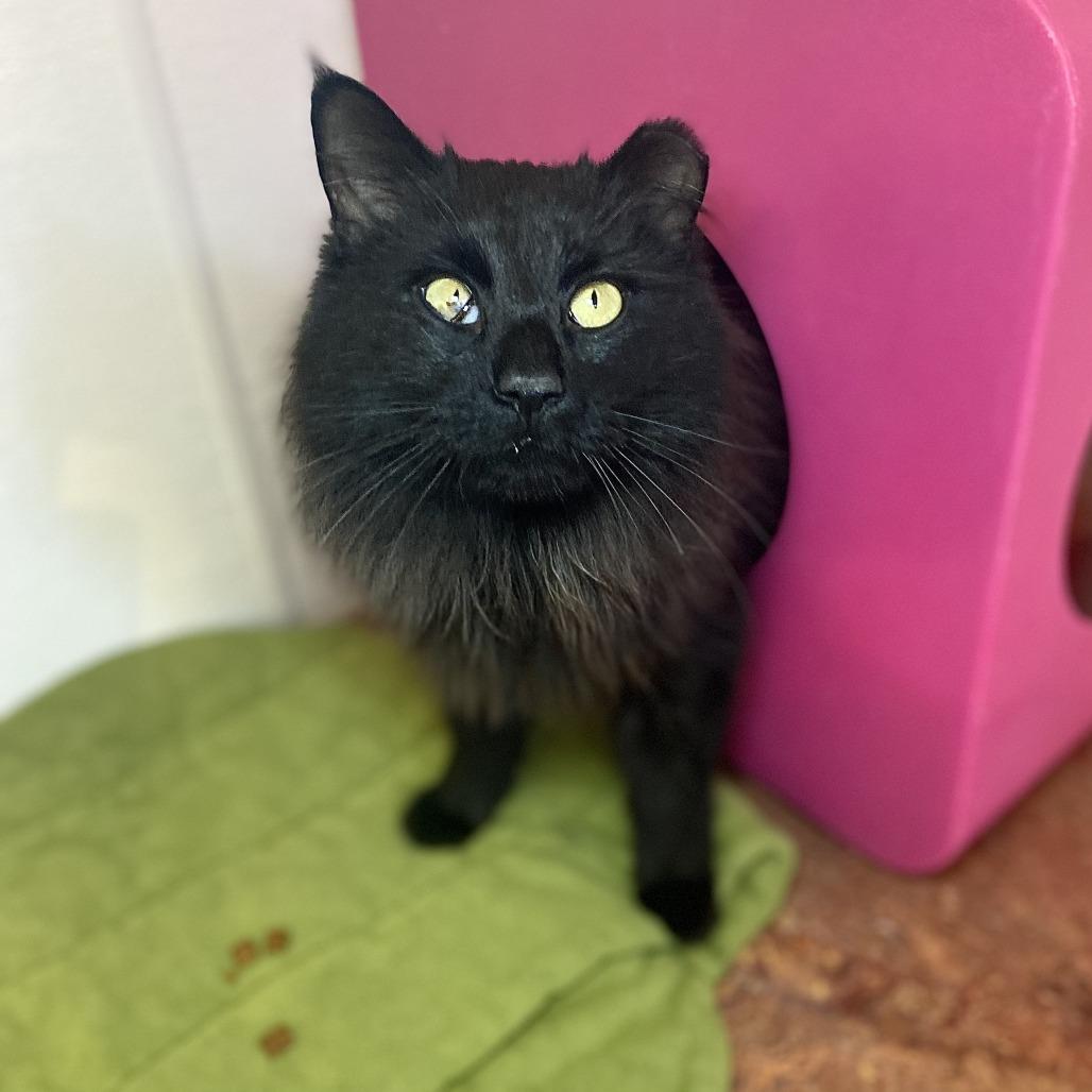 Enlarge Midnight, a Adoptable Domestic Long Hair in Glenwood Springs, CO image 3/6