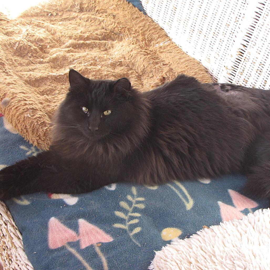 Enlarge Midnight, a Adoptable Domestic Long Hair in Glenwood Springs, CO image 4/6