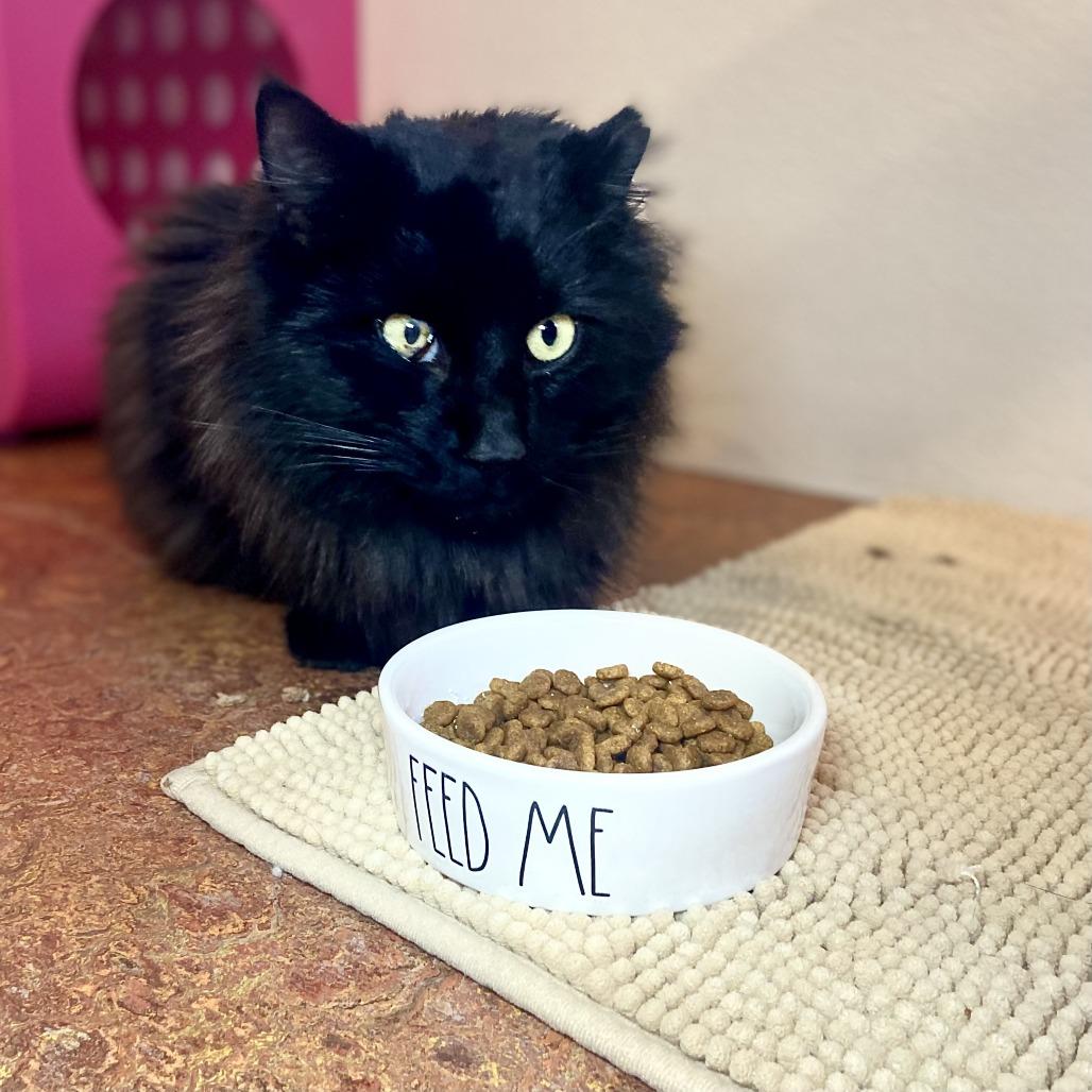 Enlarge Midnight, a Adoptable Domestic Long Hair in Glenwood Springs, CO image 5/6