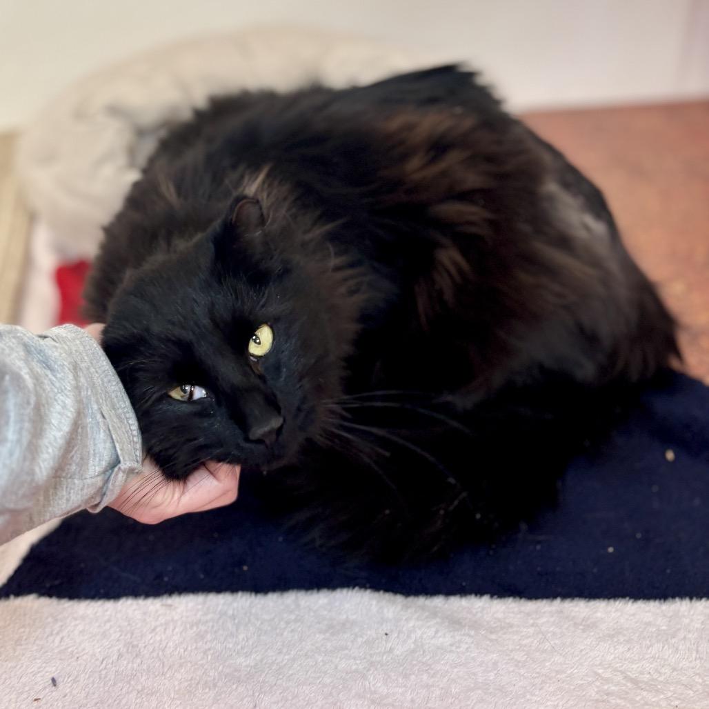 Enlarge Midnight, a Adoptable Domestic Long Hair in Glenwood Springs, CO image 6/6