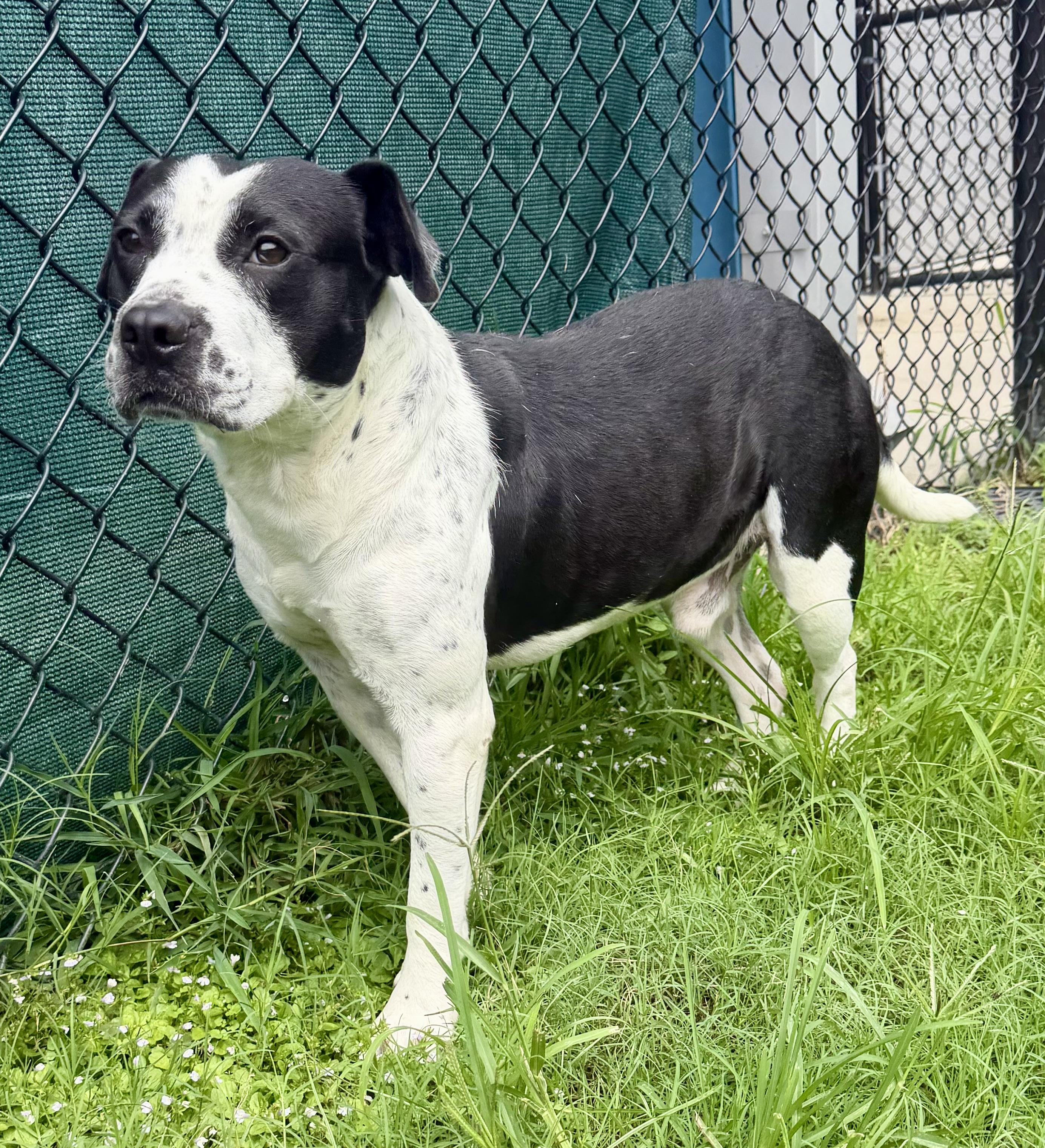 Enlarge Kace, a Adoptable mixed breed in Lancaster, SC image 2/5