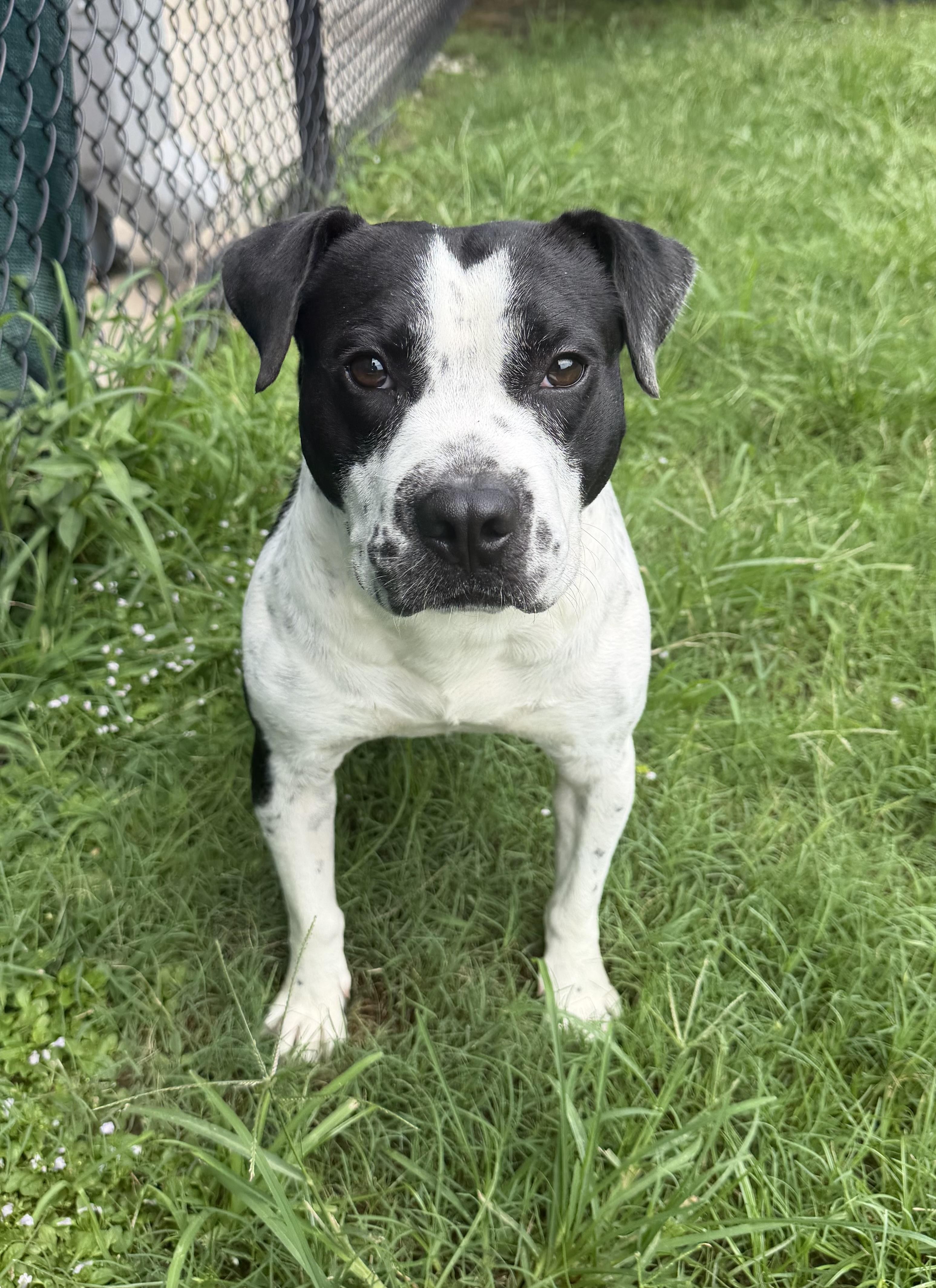 Enlarge Kace, a Adoptable mixed breed in Lancaster, SC image 4/5