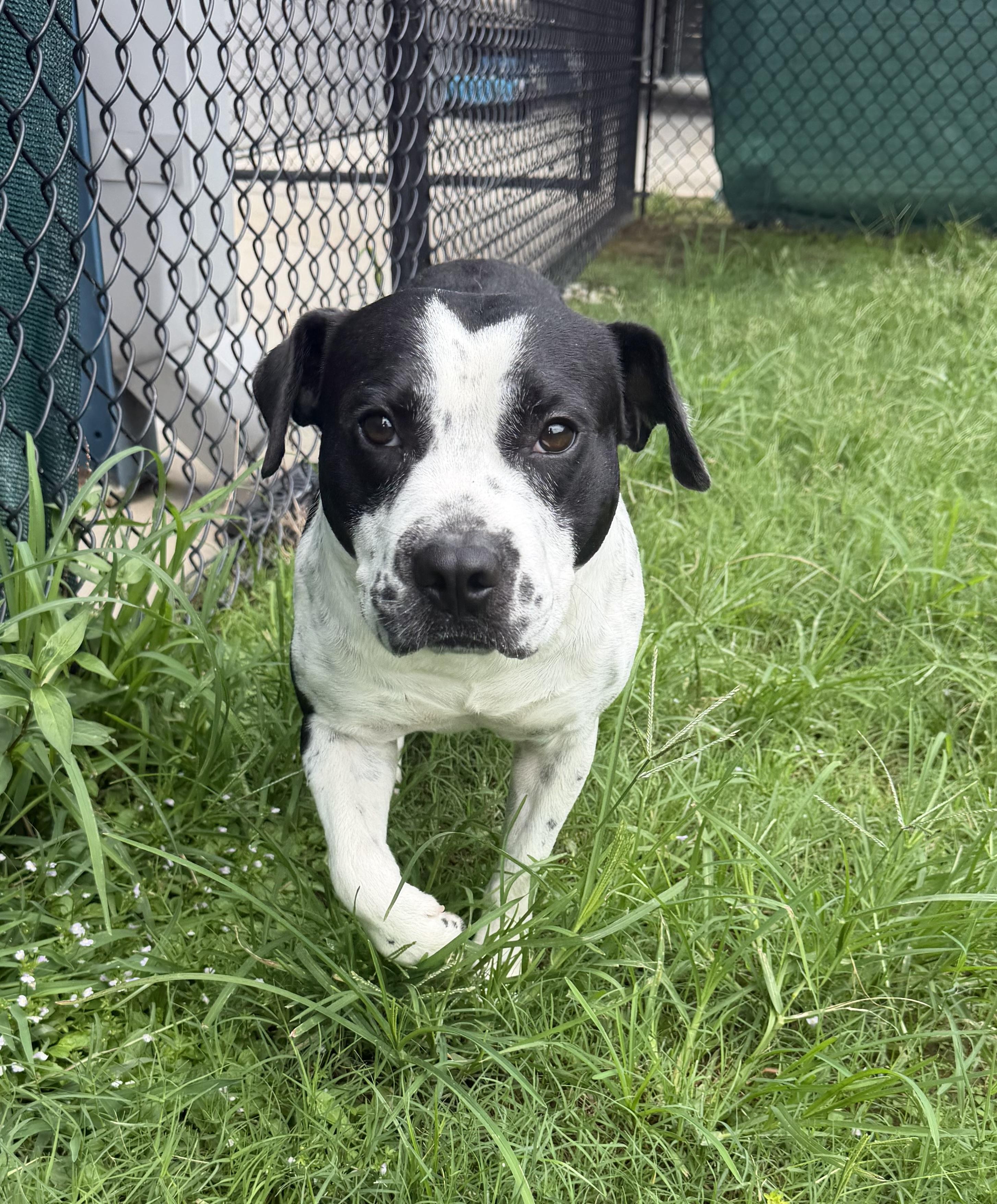 Enlarge Kace, a Adoptable mixed breed in Lancaster, SC image 5/5