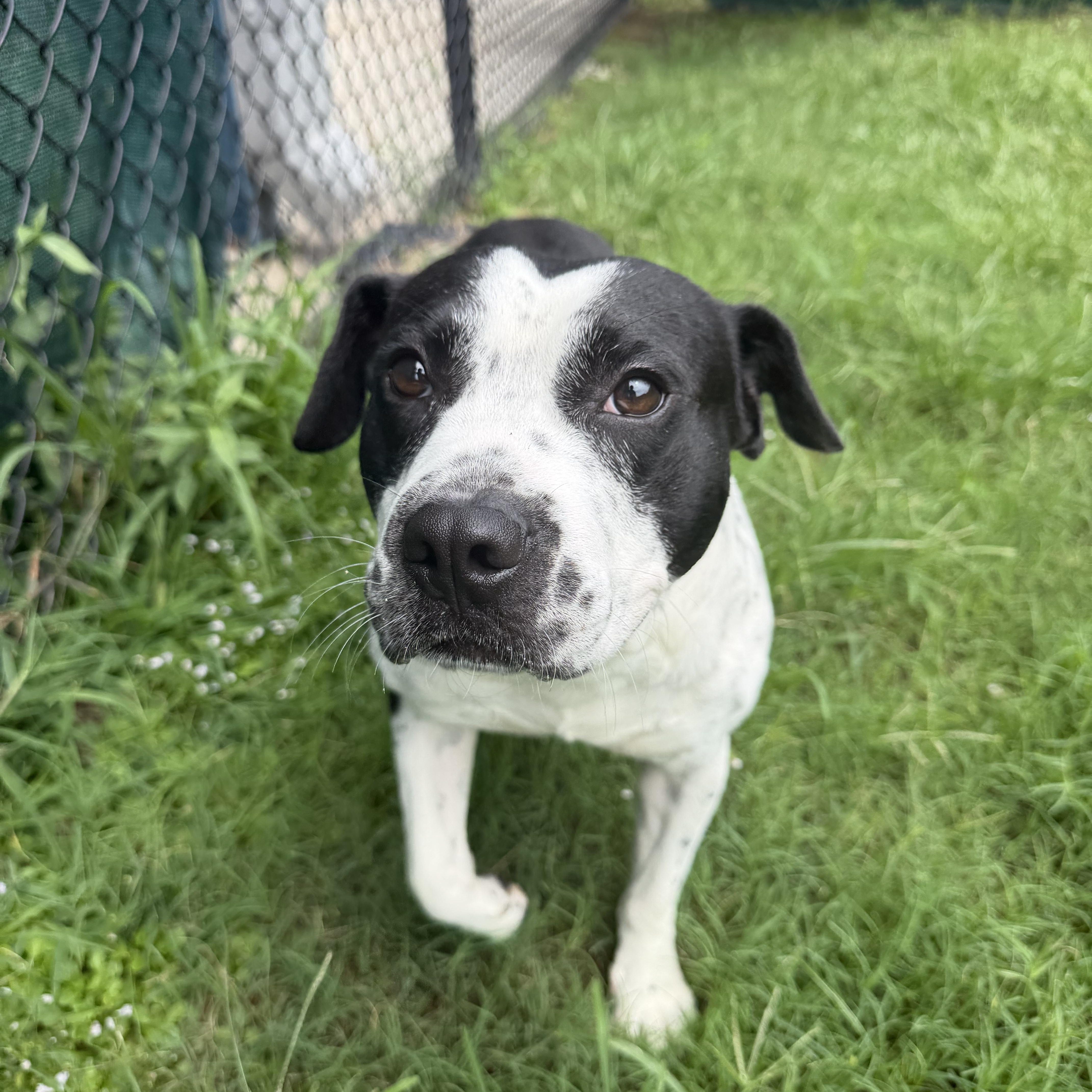 Kace, ADOPTABLE, Adult Male Pointer.