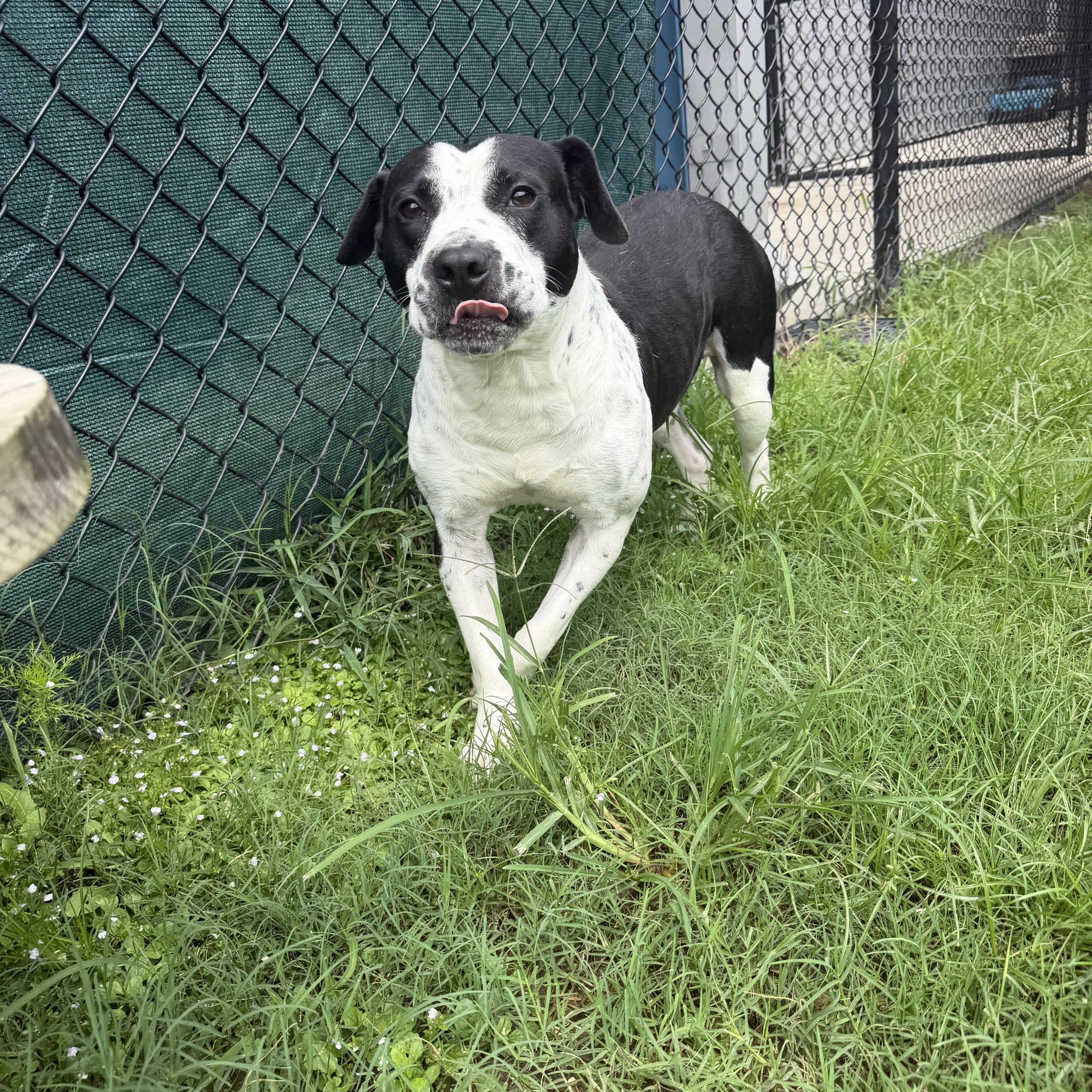 Enlarge Kace, a Adoptable mixed breed in Lancaster, SC image 3/5