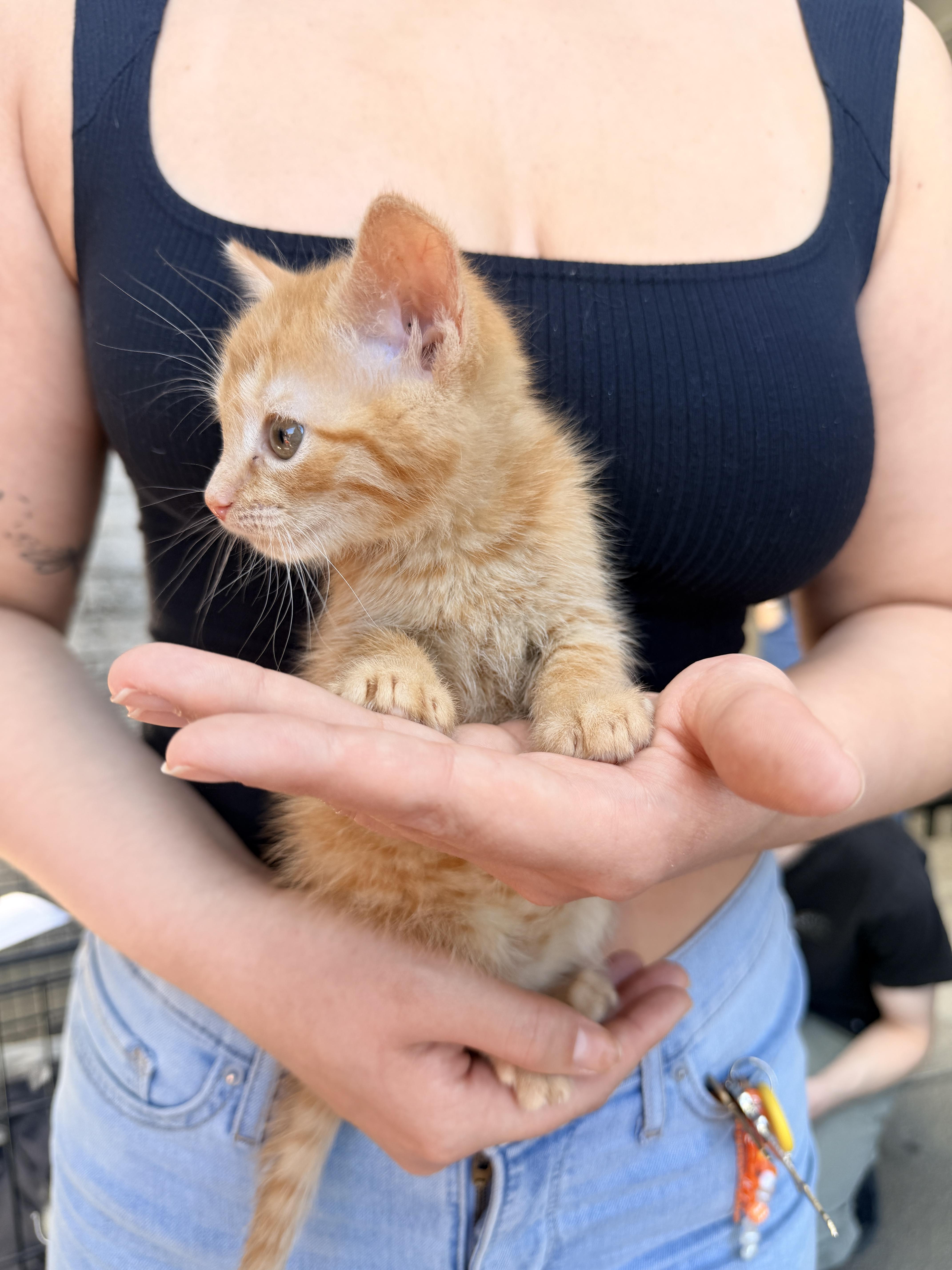 Orange Blossom, an adoptable Domestic Short Hair in Penryn, CA image 2/2