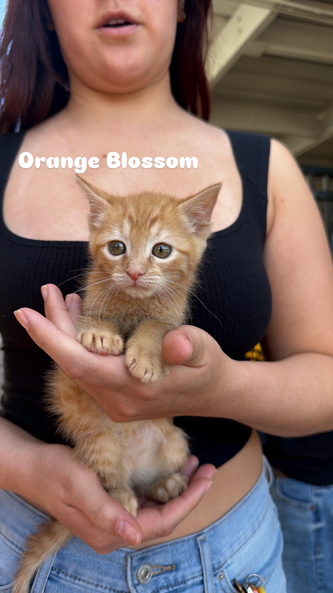 Orange Blossom, adoptable, Kitten Female Domestic Short Hair.