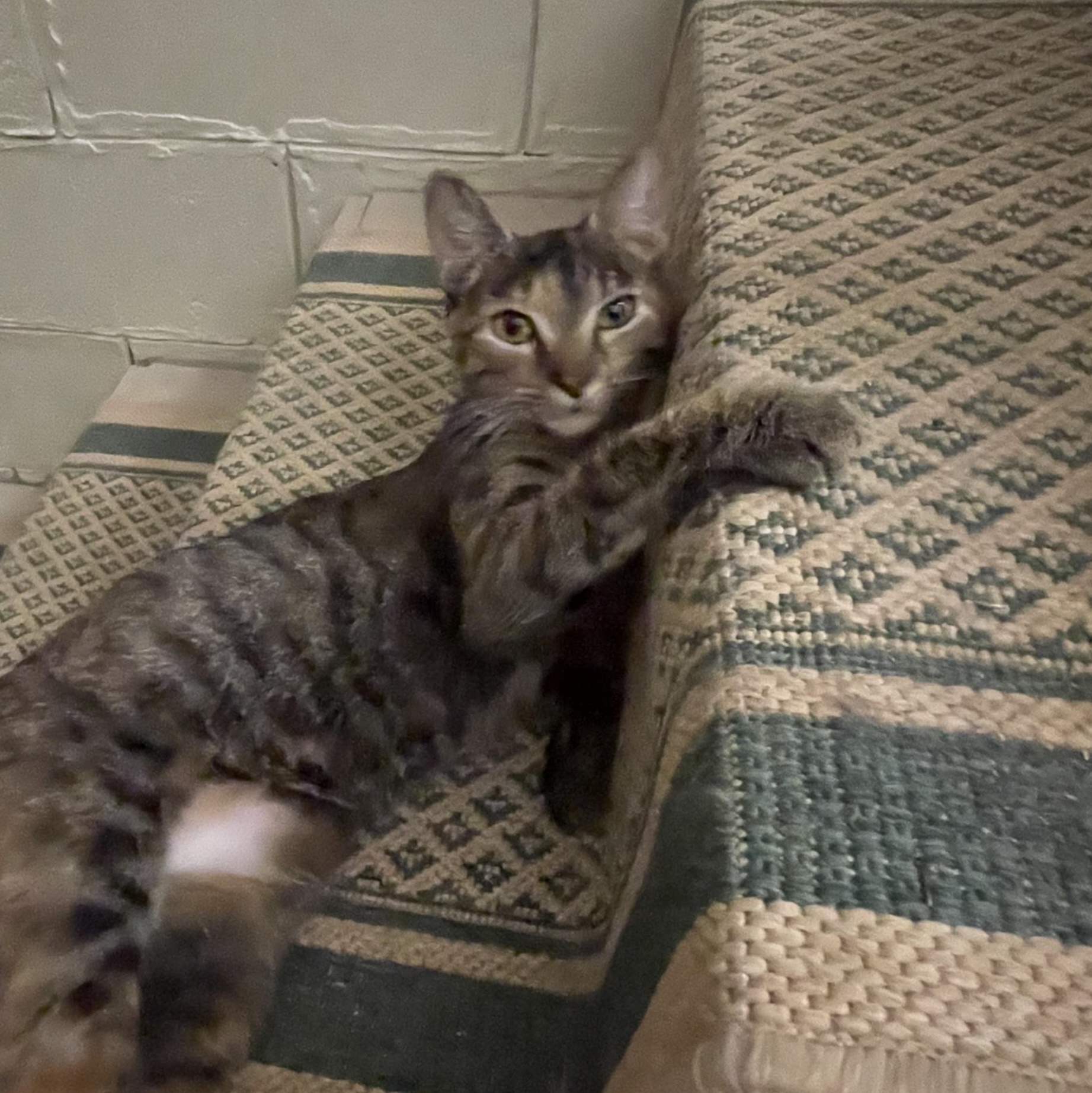 Sophie, Adoptable, Young Female American Shorthair.