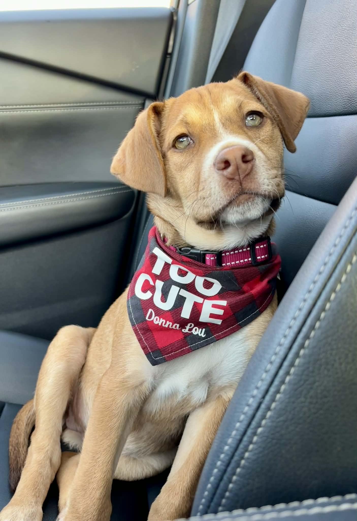 Enlarge Donna Lou Who, a ADOPTABLE mixed breed in Columbia, MO image 1/5