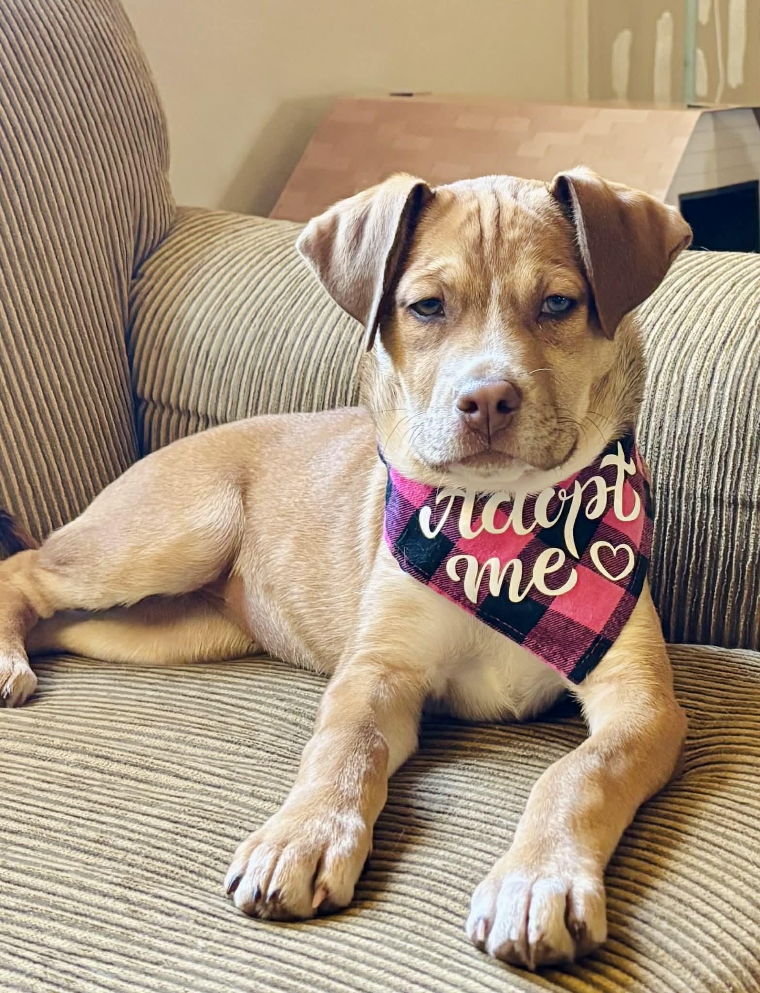 Enlarge Donna Lou Who, a ADOPTABLE mixed breed in Columbia, MO image 2/5