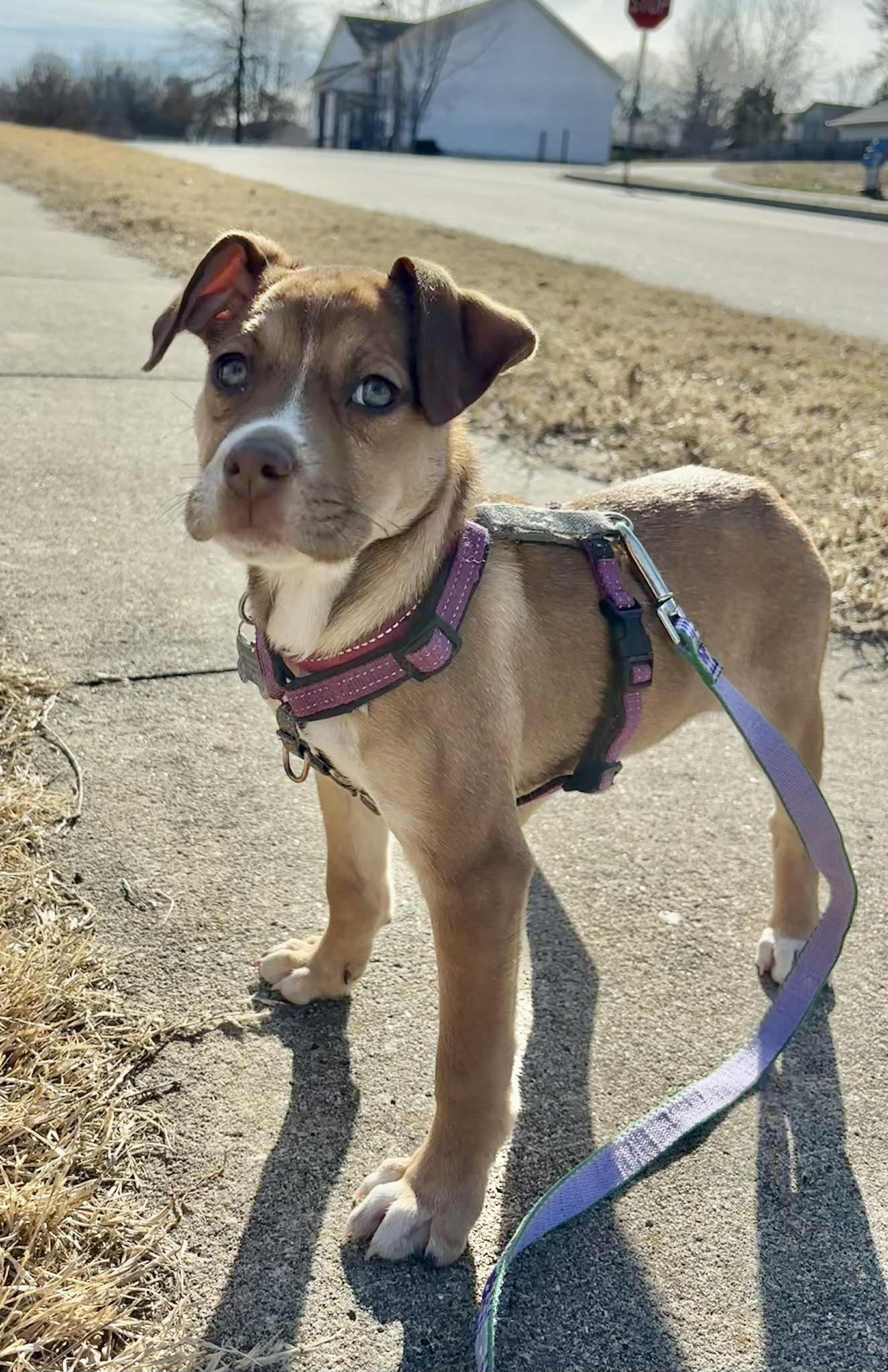Enlarge Donna Lou Who, a ADOPTABLE mixed breed in Columbia, MO image 4/5