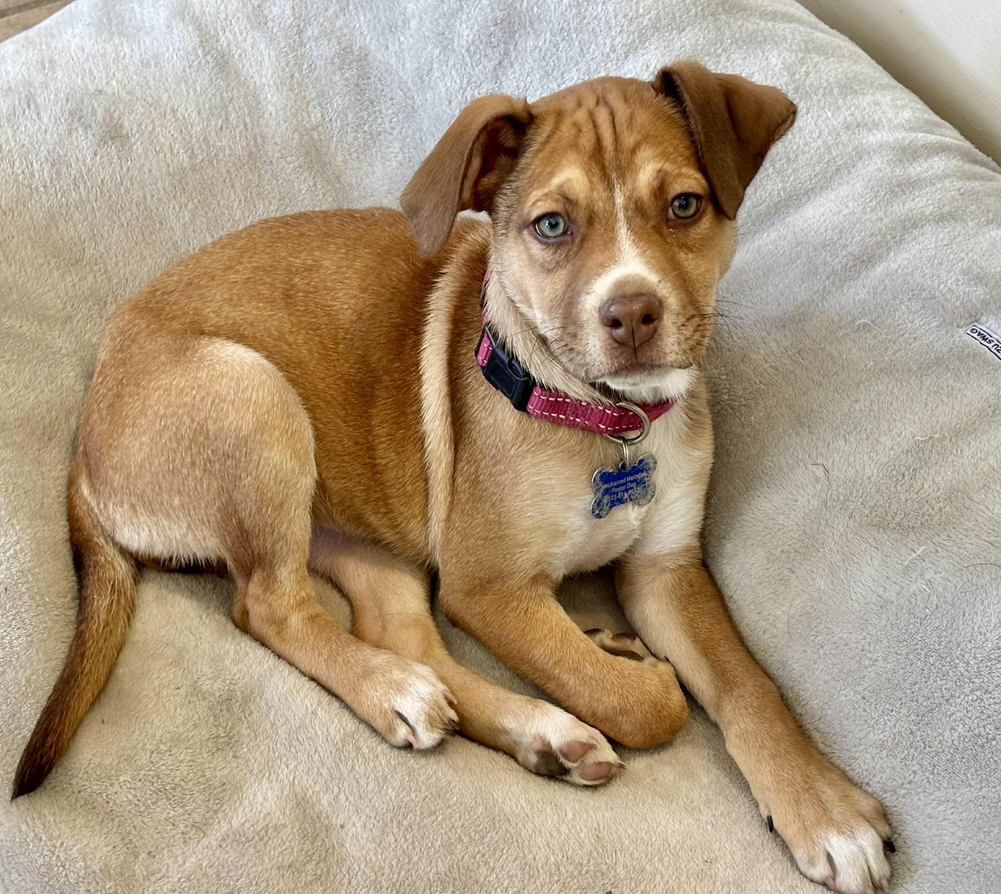 Enlarge Donna Lou Who, a ADOPTABLE mixed breed in Columbia, MO image 3/5