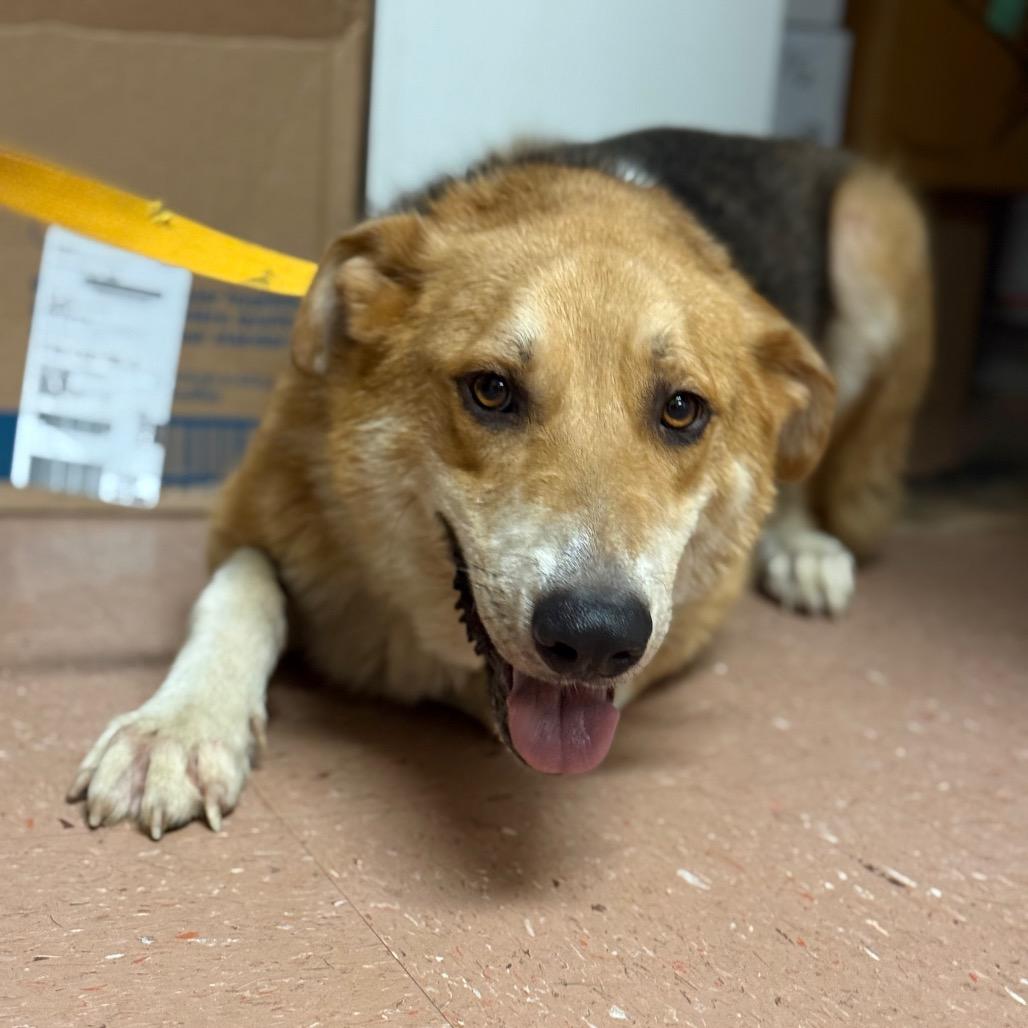 Mango, Adoptable, Senior Male Shepherd & Mixed Breed.