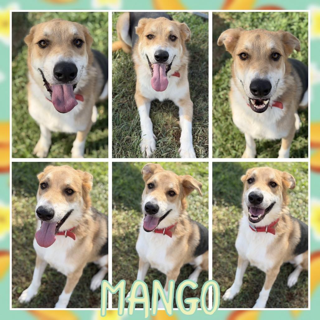 Enlarge Mango, a Adoptable mixed breed in Fort Smith, AR image 2/2