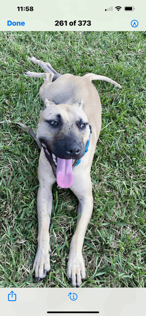 Enlarge Ray Ray, a Adoptable mixed breed in Fort Lauderdale, FL image 1/4